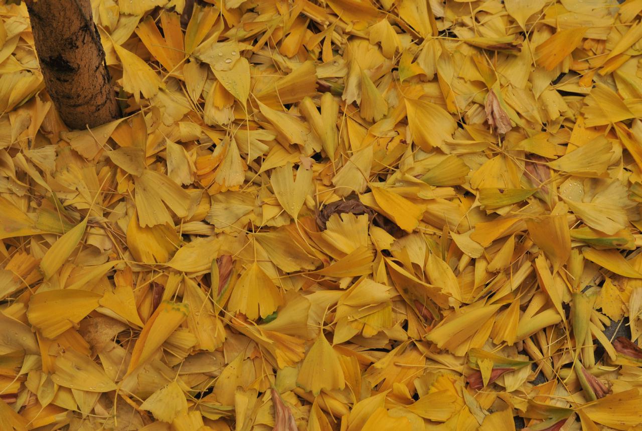 ./YellowColor20090102_091231_LeafsSOMA_82310BCX.jpg