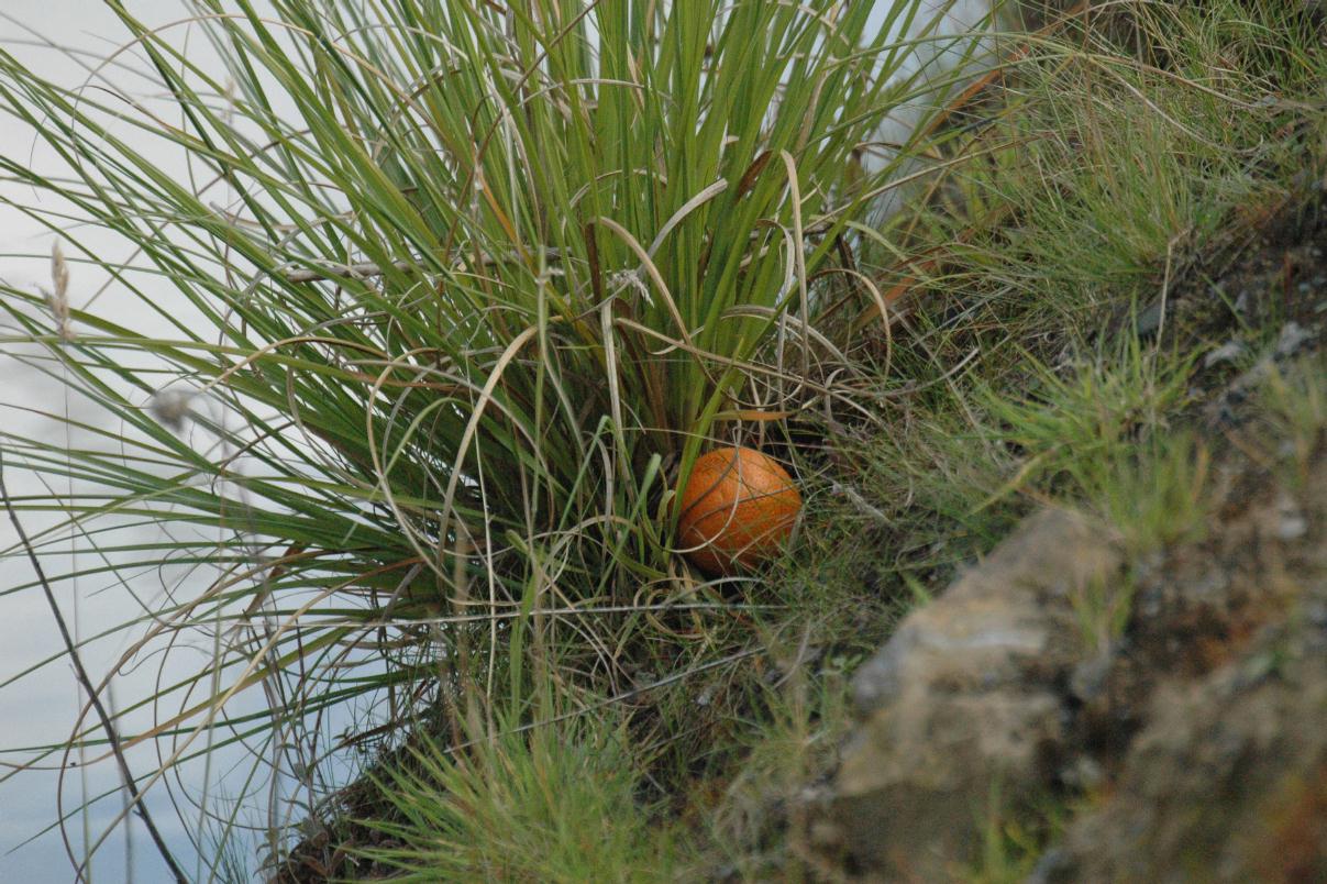 ./Ball20070000_DublinZooT_01.jpg