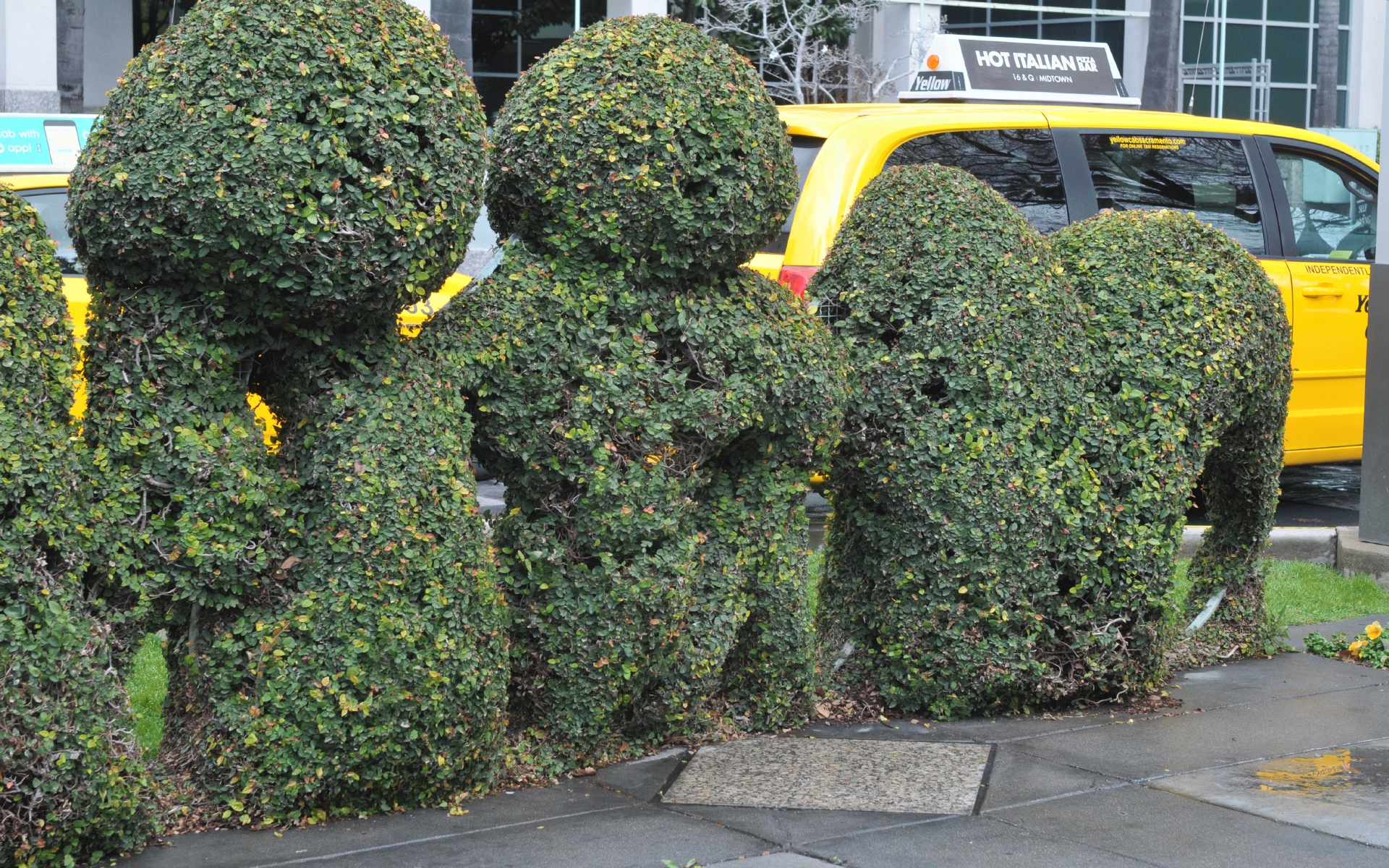 ./Downtown_Sacramento_Topiary_20190227_141725_C19_1968.jpg