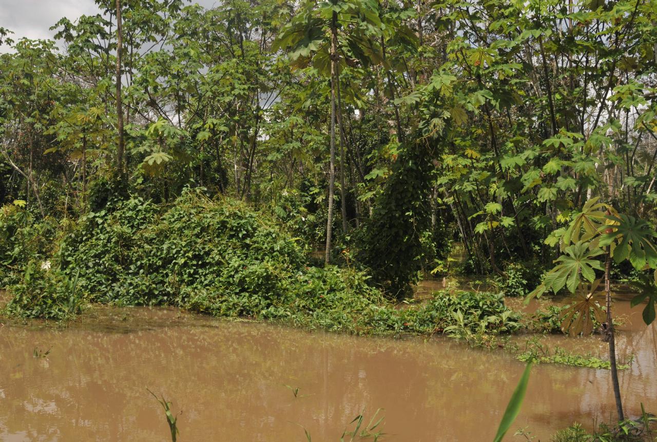 ./TopiaryAmazonPeru20090407_121436_2550BCX.jpg