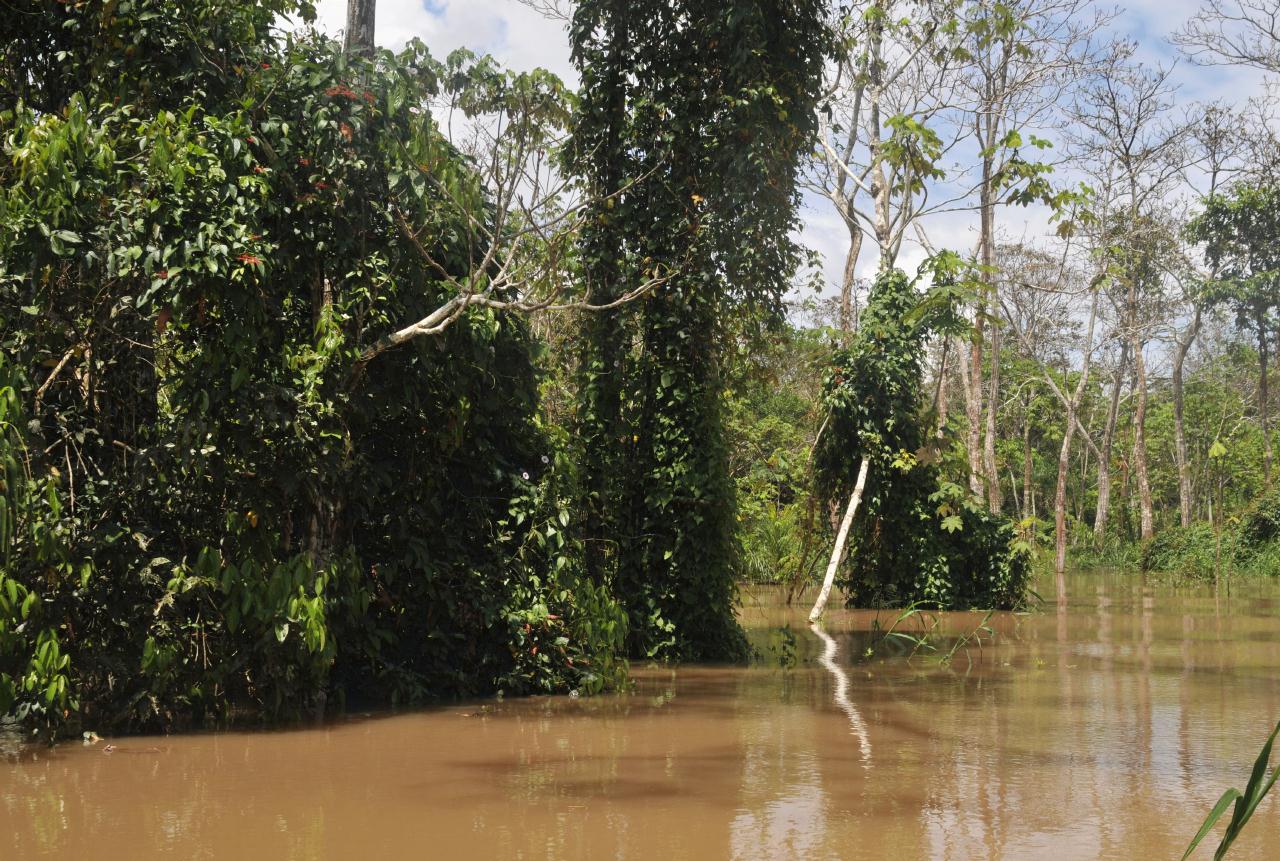 ./TopiaryAmazonPeru20090407_121526_2551BCX.jpg