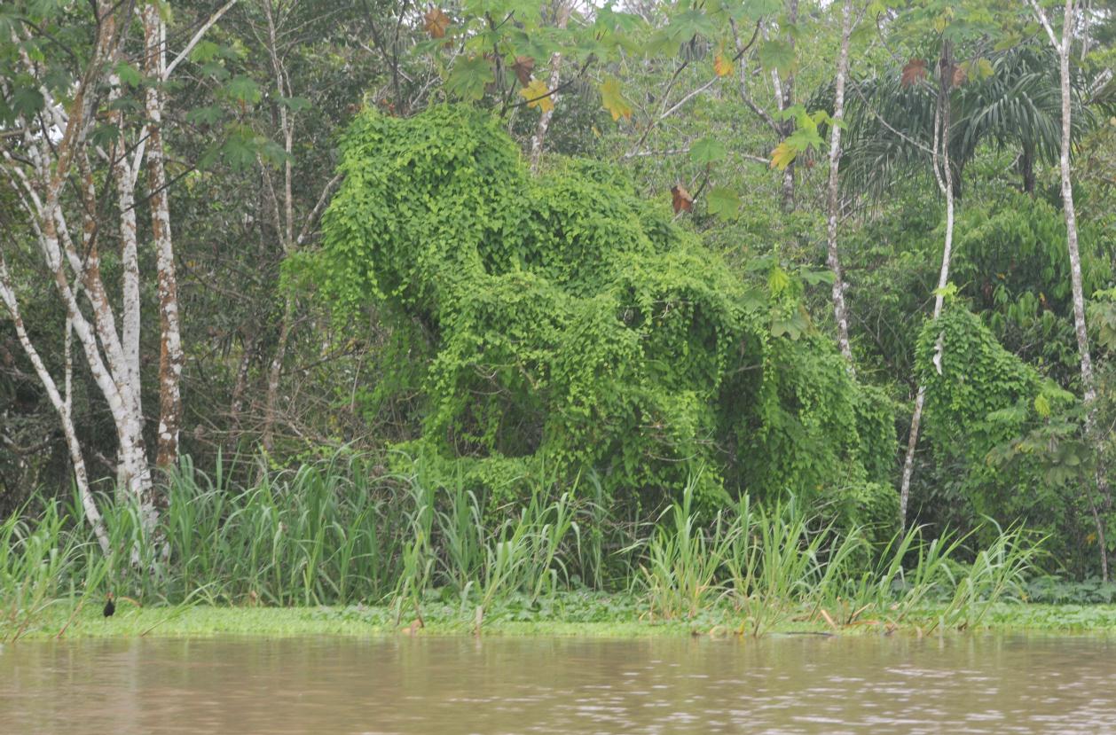 ./TopiaryAmazonPeru20090408_080804_2712BCX.jpg