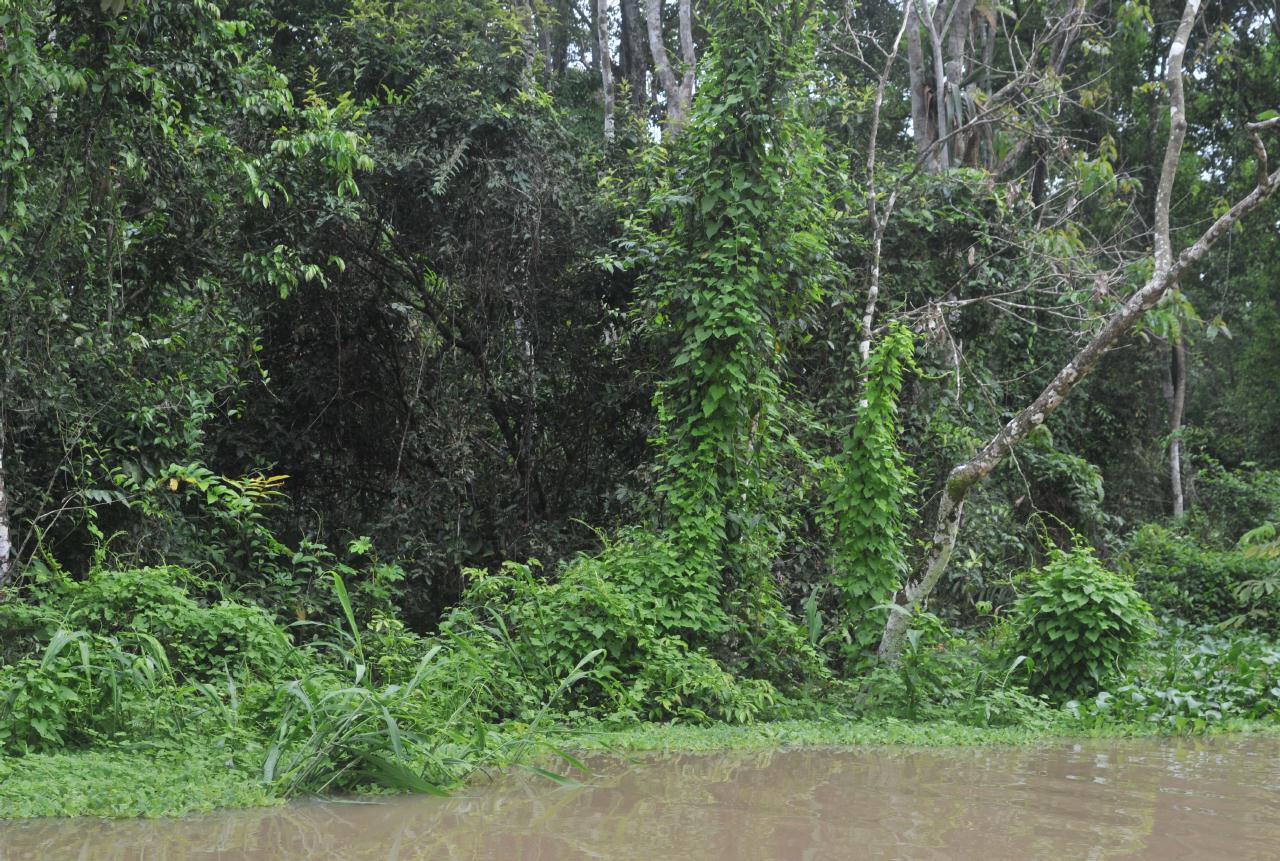 ./TopiaryAmazonPeru20090408_093156_2732BCX.jpg