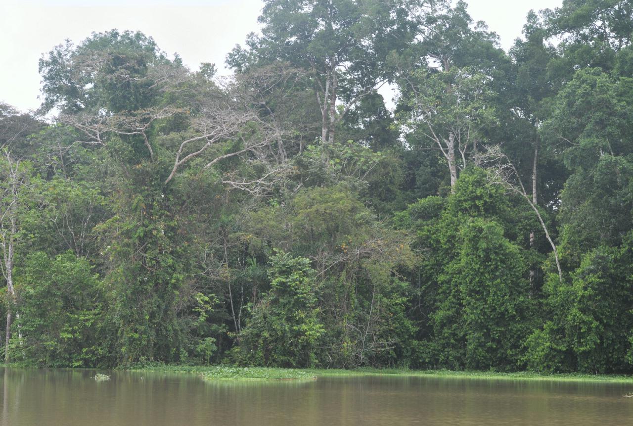 ./TopiaryAmazonPeru20090408_103856_2750BCX.jpg