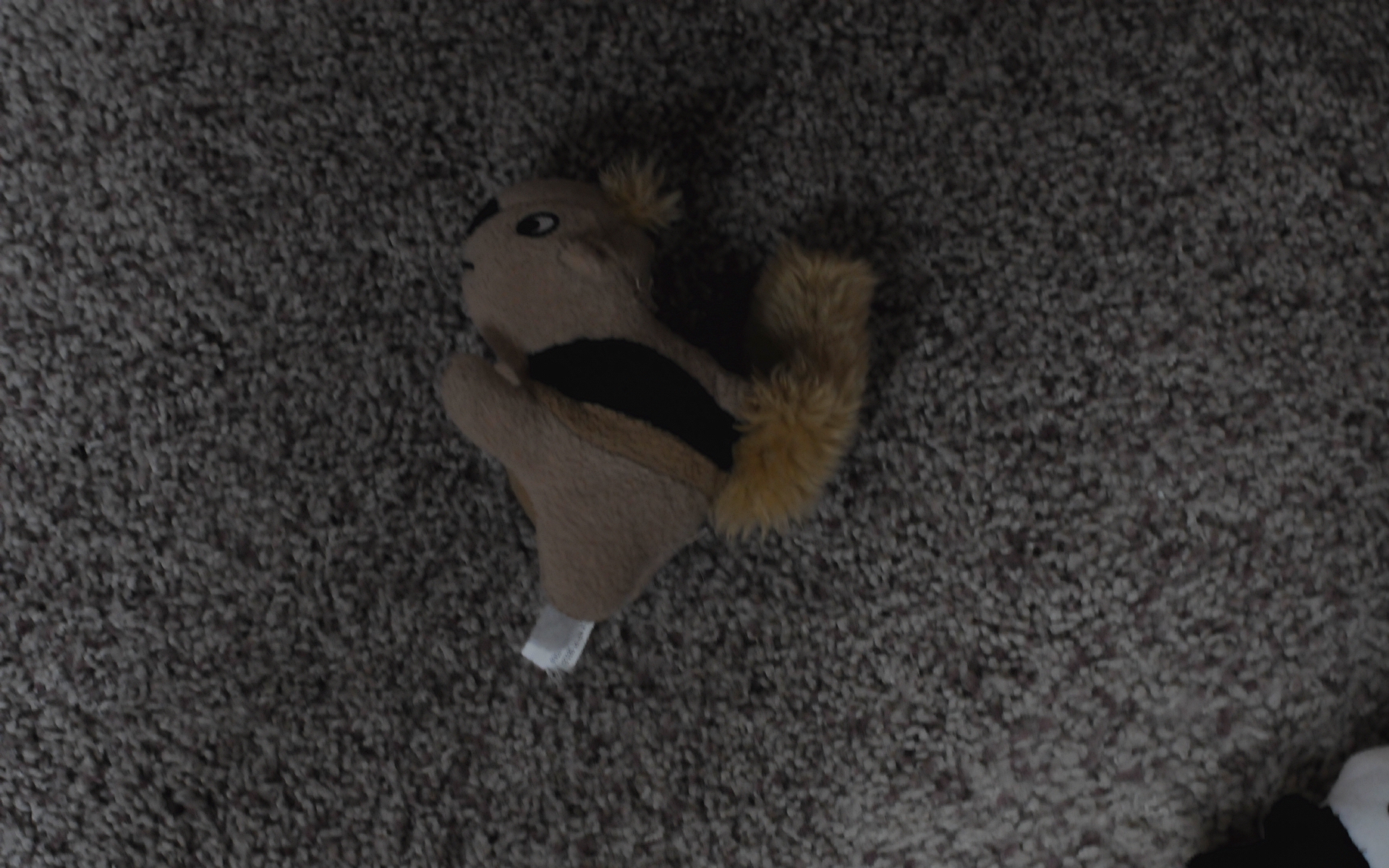 ./Dog_Toy_Squirrel_20250207_133609_C25_1906.jpg