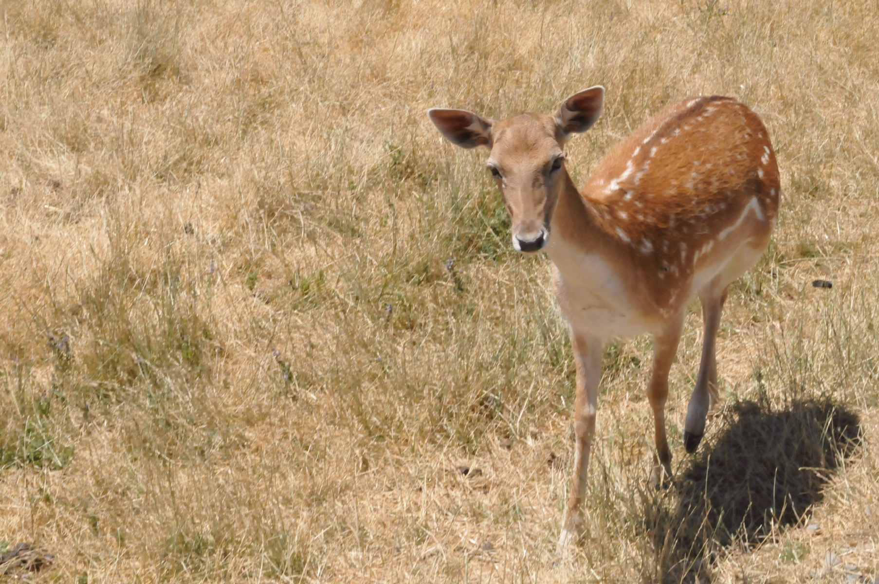 ./Wildlife_Safari_20160825_130914_C16_7902.jpg