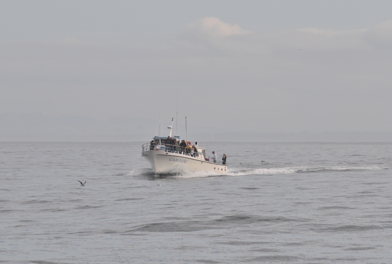 ./Monterey_Whale_Watching_Tour_20101021_104534_BCY_2456.jpg