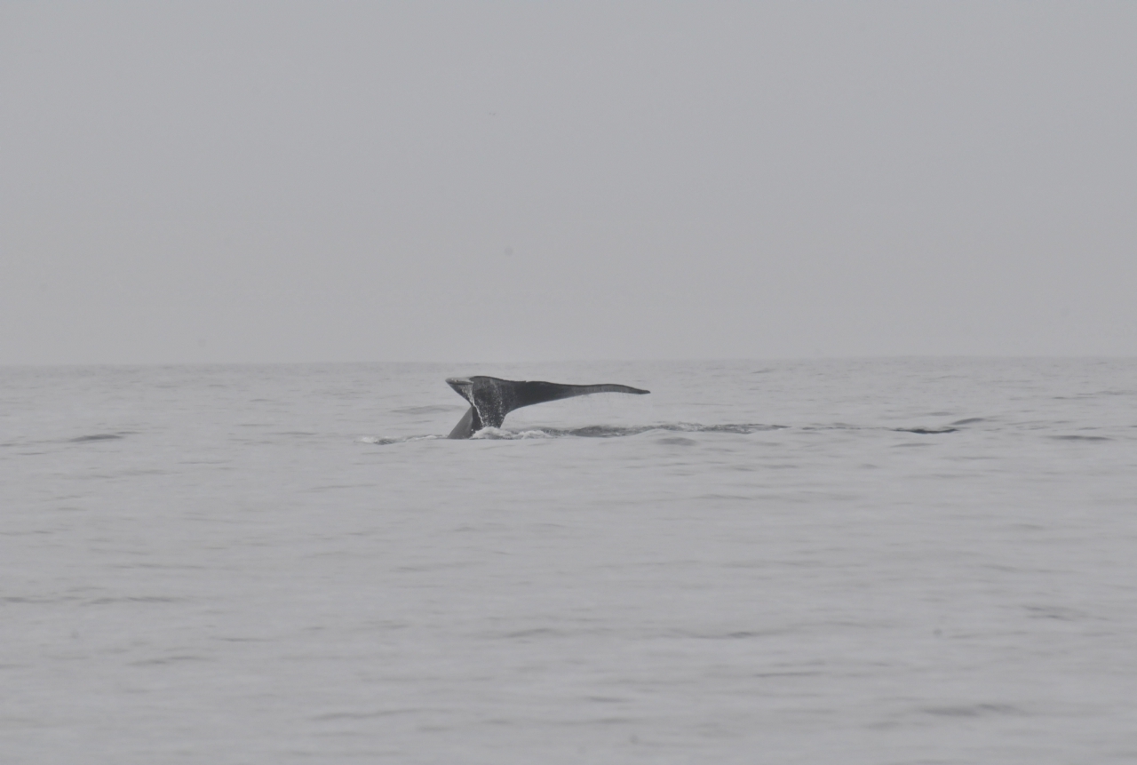 ./Monterey_Whale_Watching_Tour_20101021_104339_TNT_0680.jpg