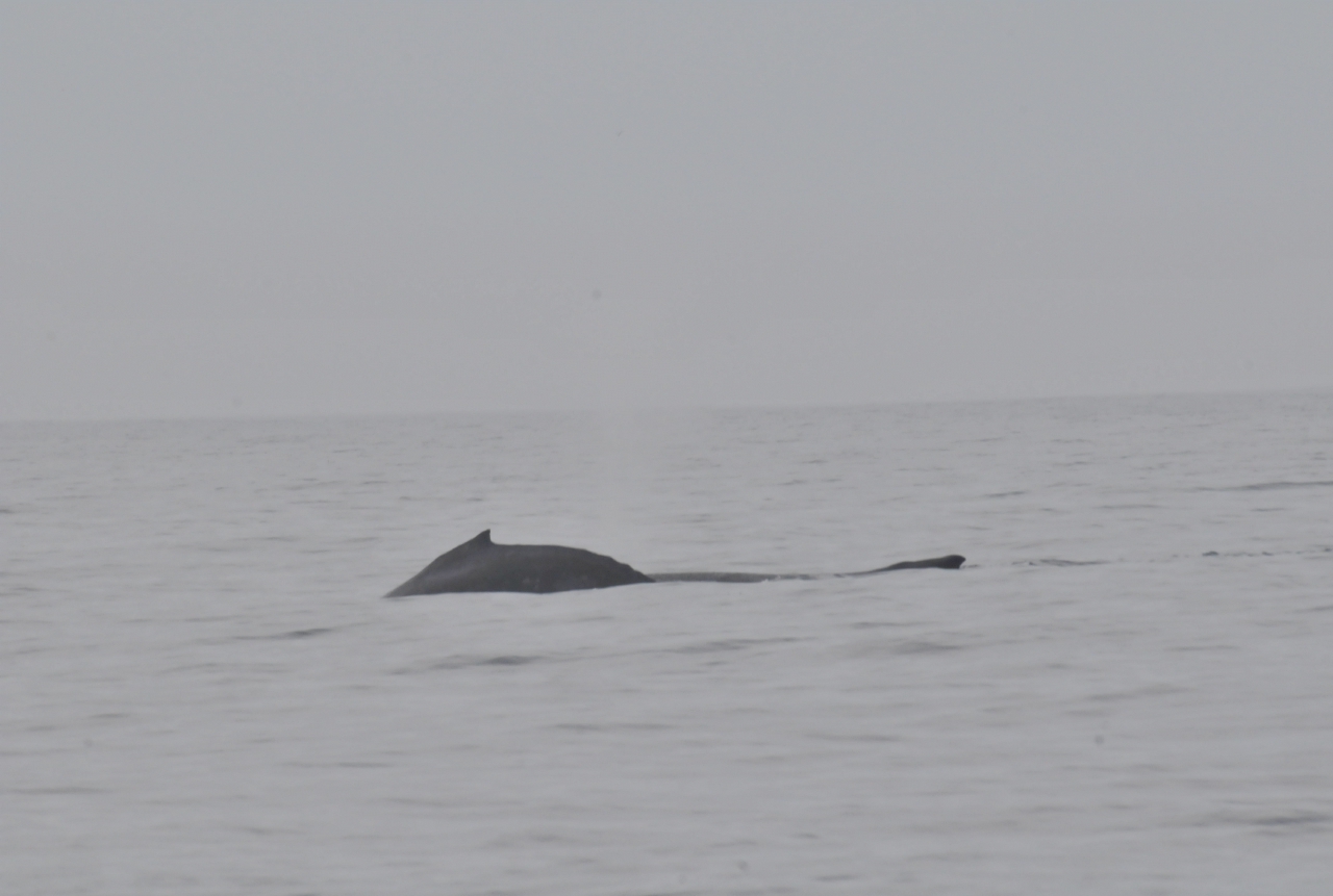 ./Monterey_Whale_Watching_Tour_20101021_104353_TNT_0682.jpg