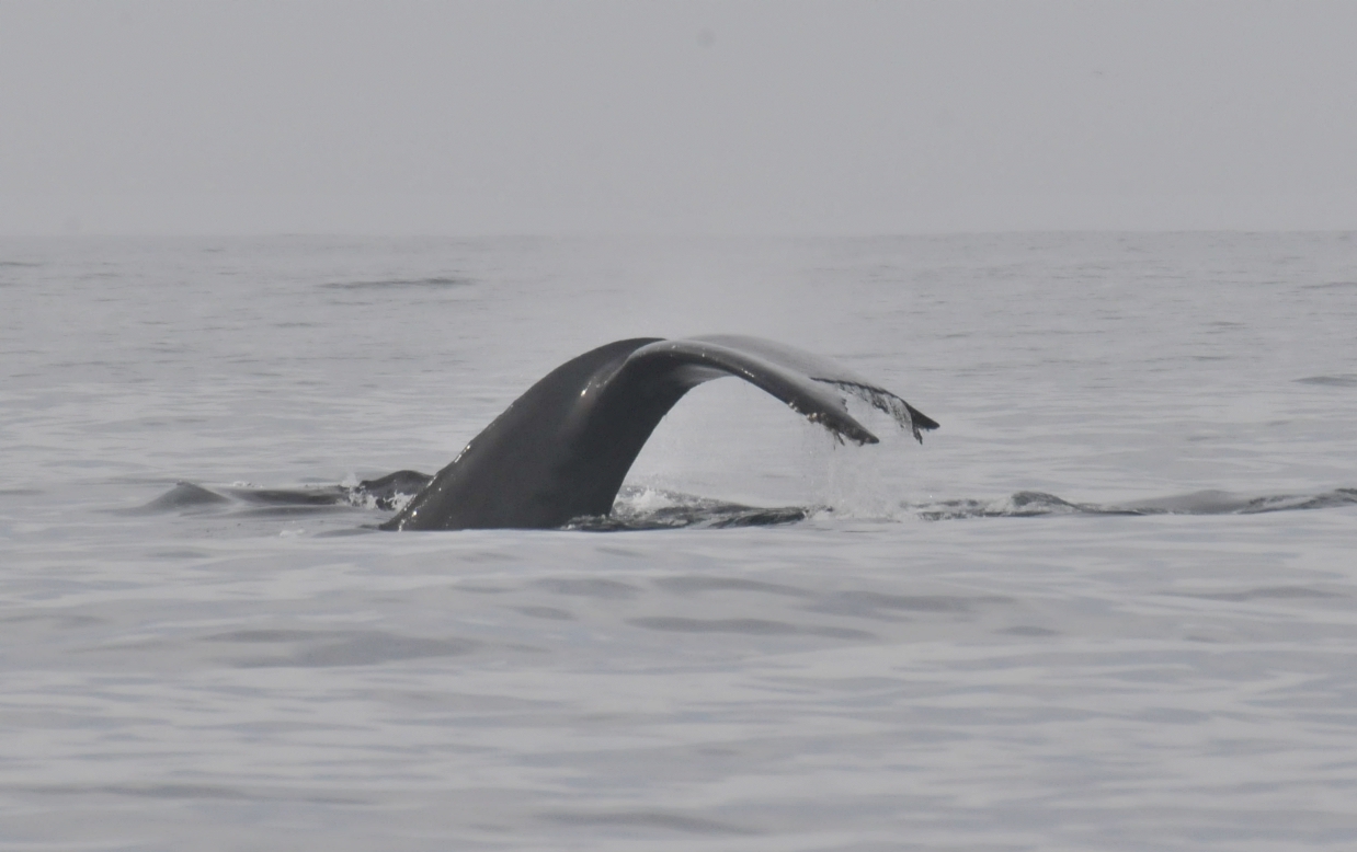 ./Monterey_Whale_Watching_Tour_20101021_105328_TNT_0722.jpg