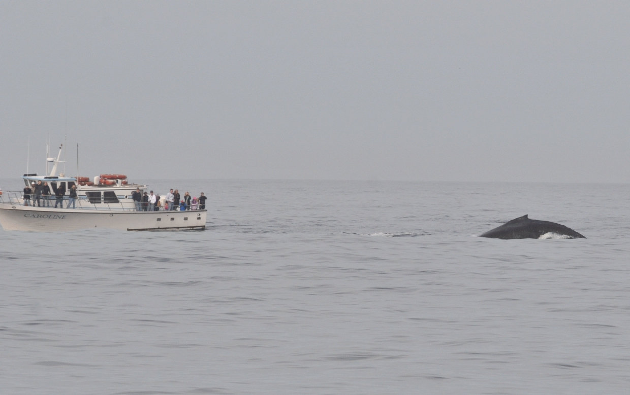 ./Monterey_Whale_Watching_Tour_20101021_110122_BCY_2474.jpg