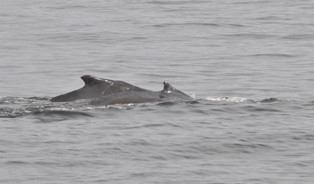 ./Monterey_Whale_Watching_Tour_20101021_110938_BCY_2483.jpg