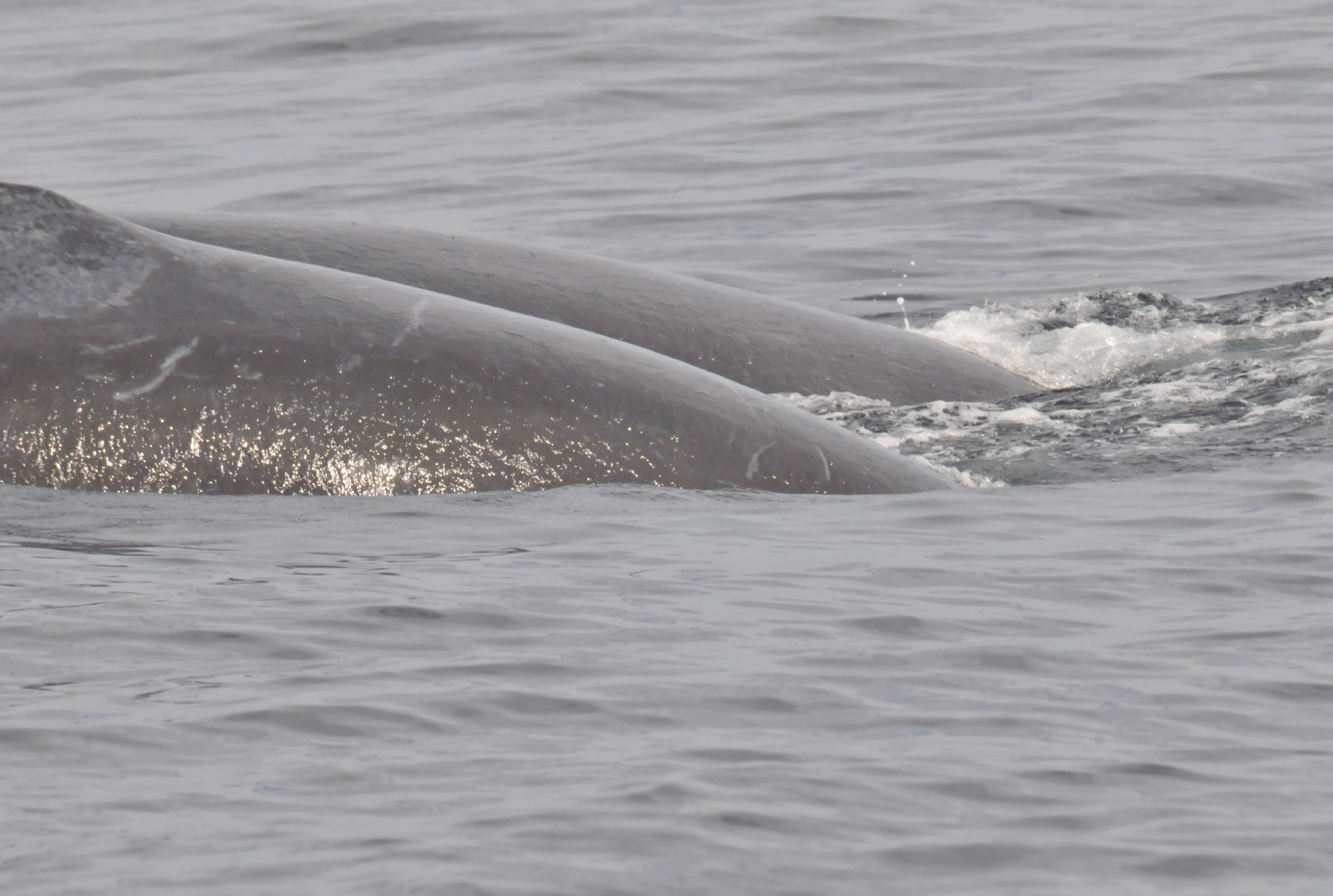 ./Monterey_Whale_Watching_Tour_20101021_111042_TNT_0756.jpg