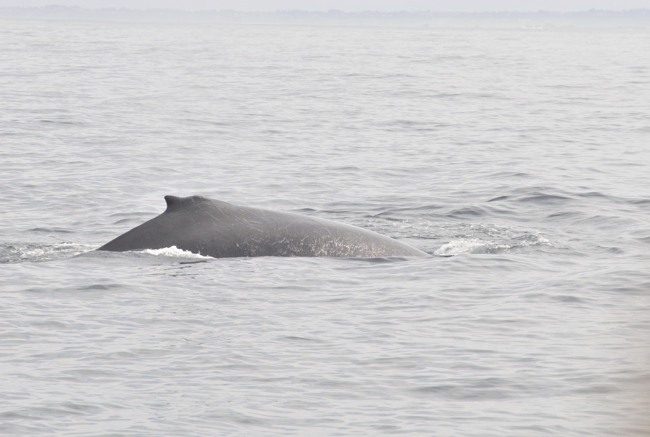 ./Monterey_Whale_Watching_Tour_20101021_111045_BCY_2496.jpg