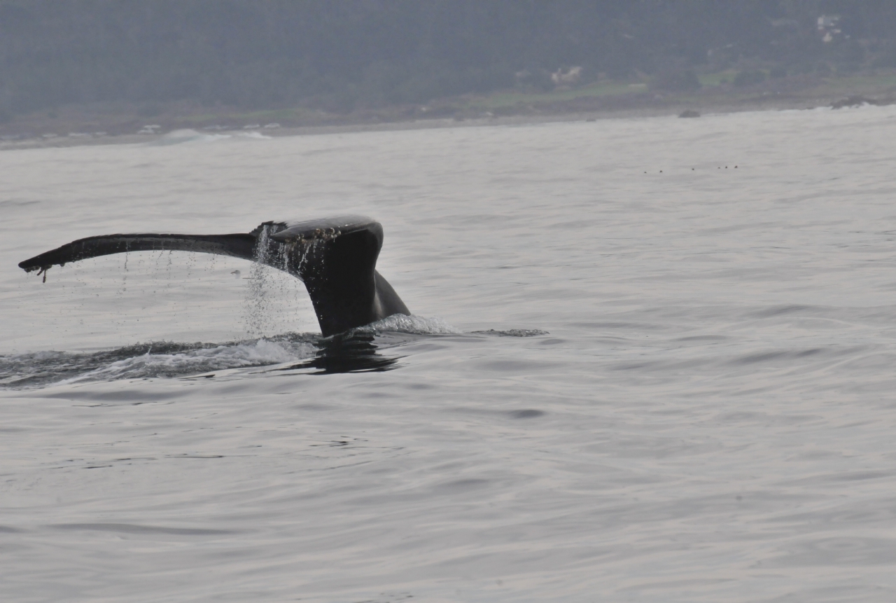 ./Monterey_Whale_Watching_Tour_20101021_113001_TNT_0816.jpg