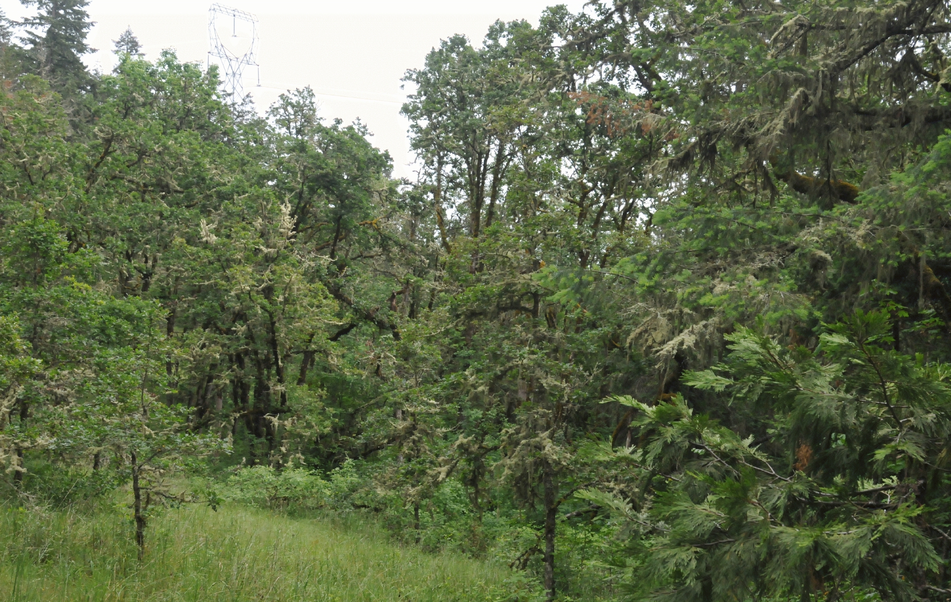 ./Mount_Pisgah_Arboretum_20160515_145119_C16_2003.jpg