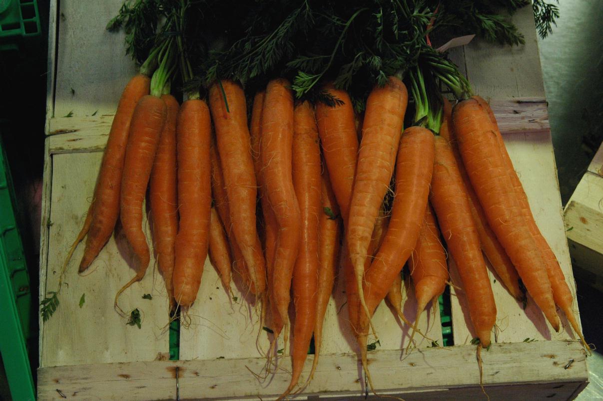 ./Carrot_20080303_180410_KarlsruheGermany_DSC_0404B.jpg