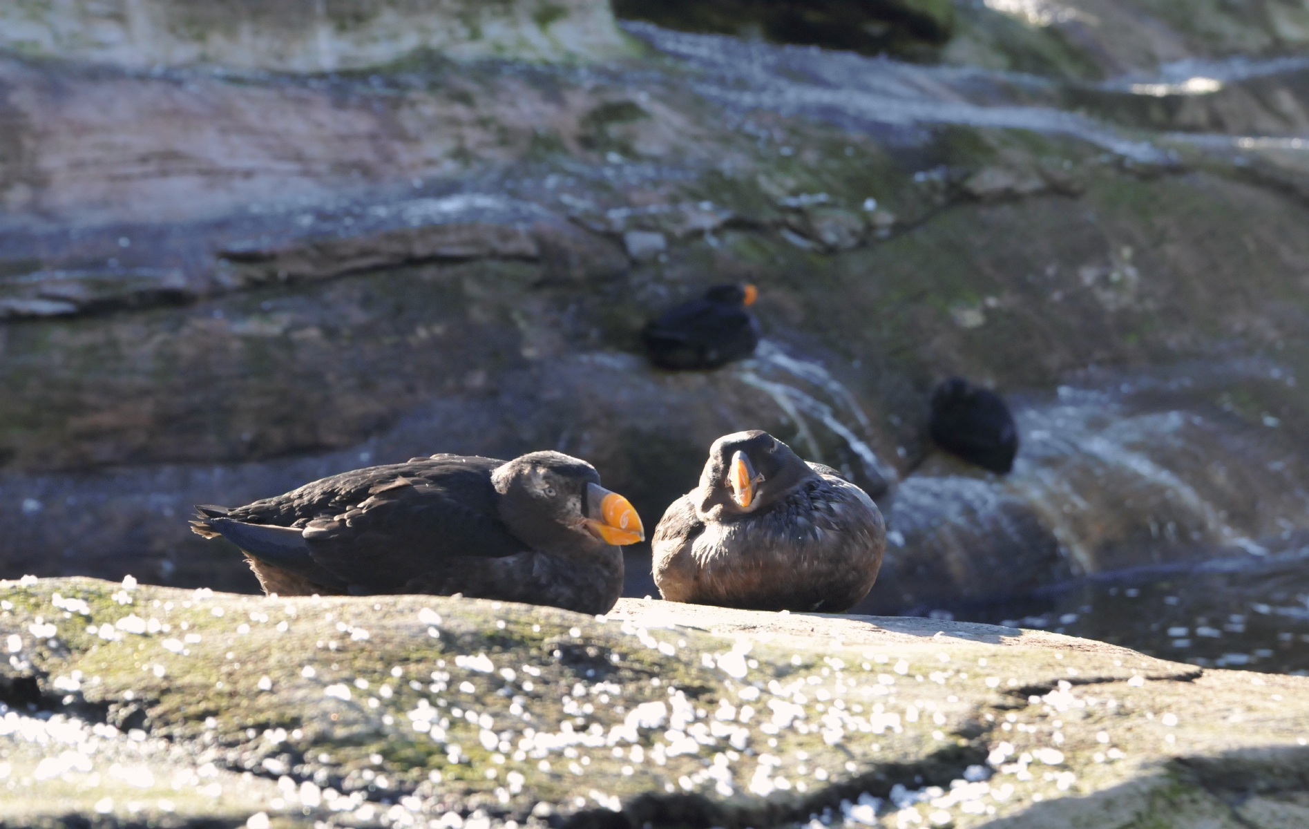 ./Newport_Aquarium_20160102_114457_C16_5882.jpg