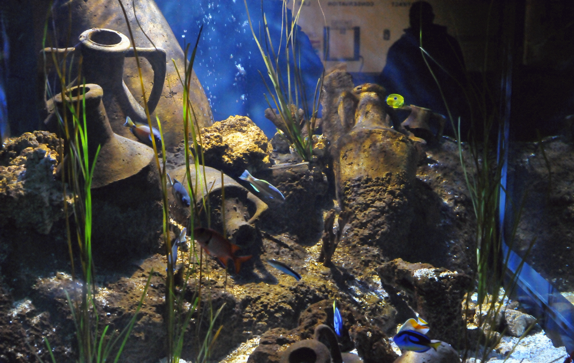 ./Newport_Aquarium_20160102_111008_C16_5814.jpg