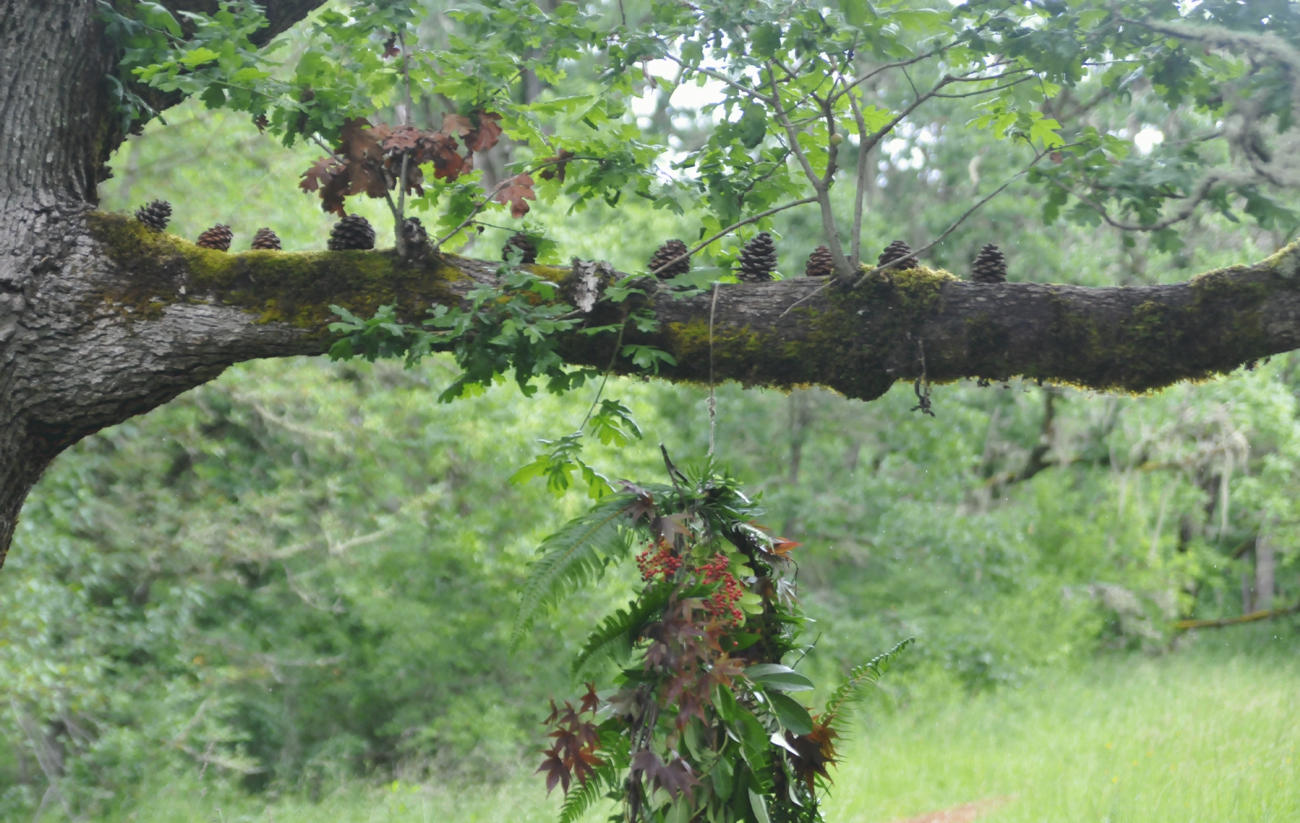 ./Mount_Pisgah_Arboretum_Wildflower_Festival_20160515_152407_C16_2063.jpg