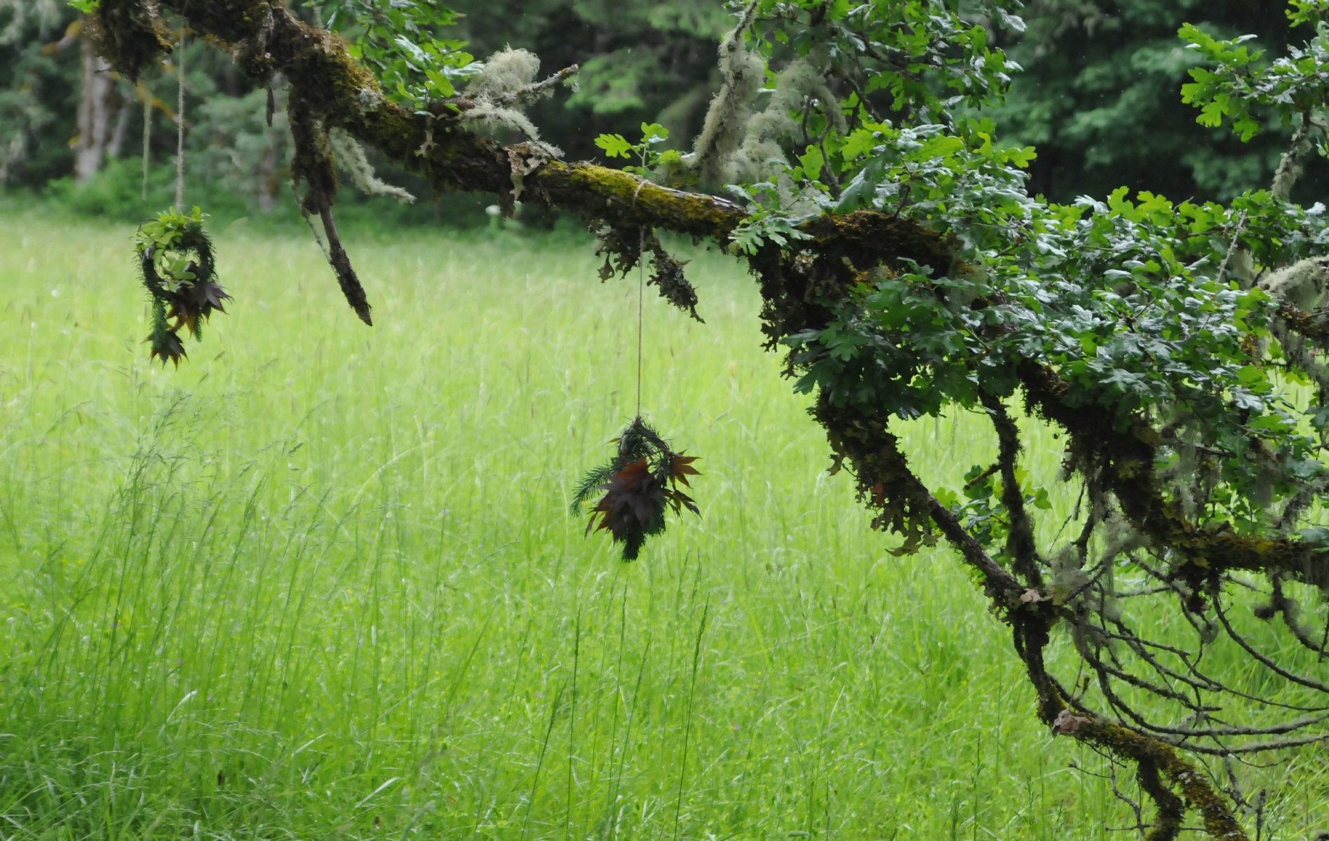 ./Mount_Pisgah_Arboretum_Wildflower_Festival_20160515_152414_C16_2065.jpg