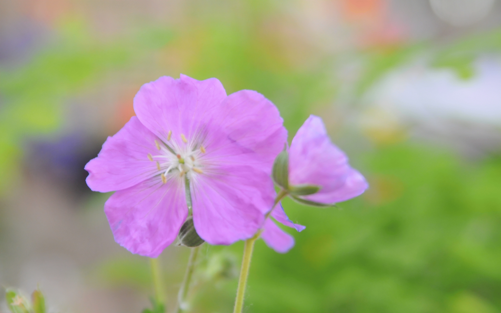 ./Mount_Pisgah_Wildflower_Festival_20170521_114238_C17_3688.jpg