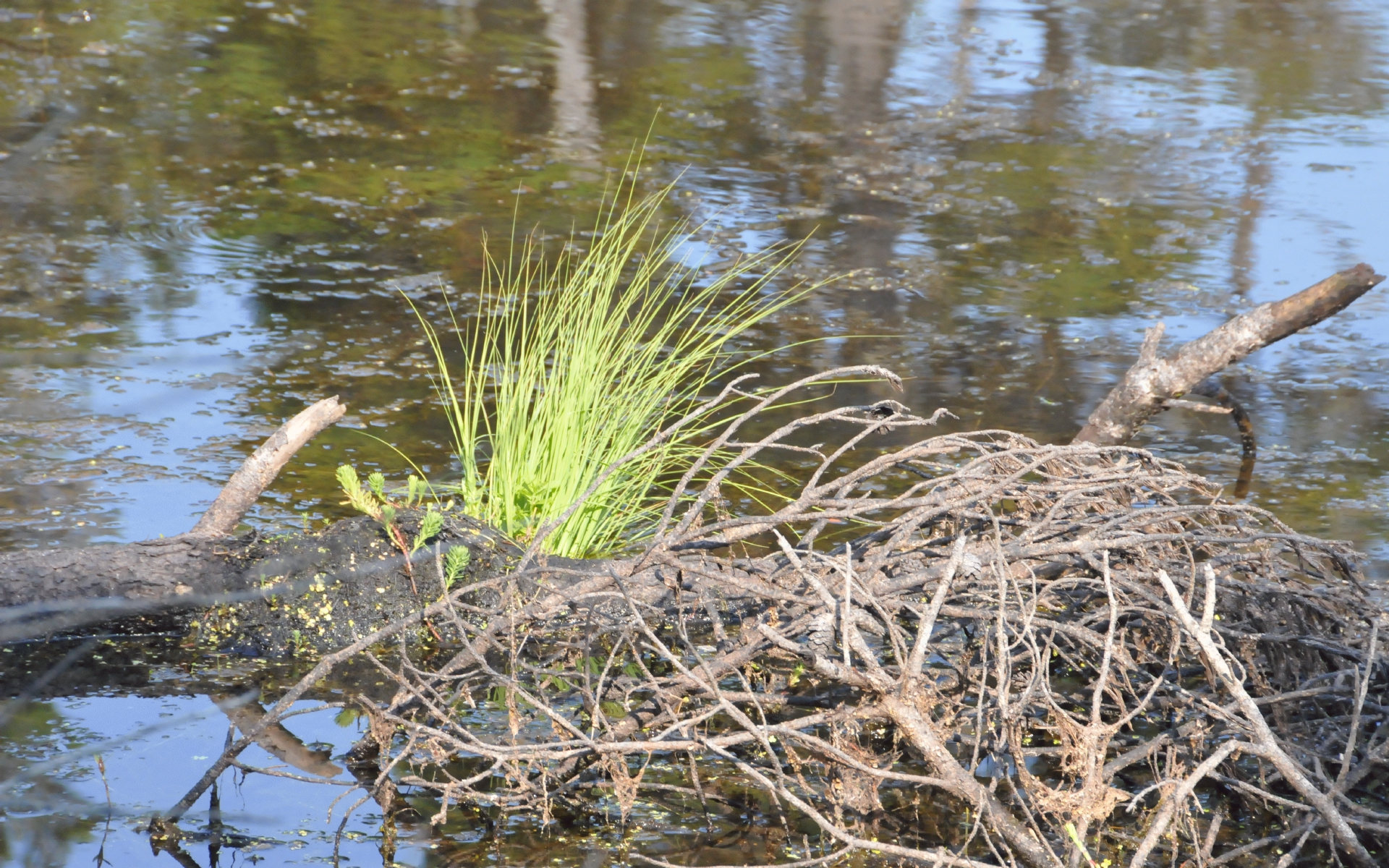 ./Grass_Lagoon_Campground_20230815_101705_C23_1070.jpg