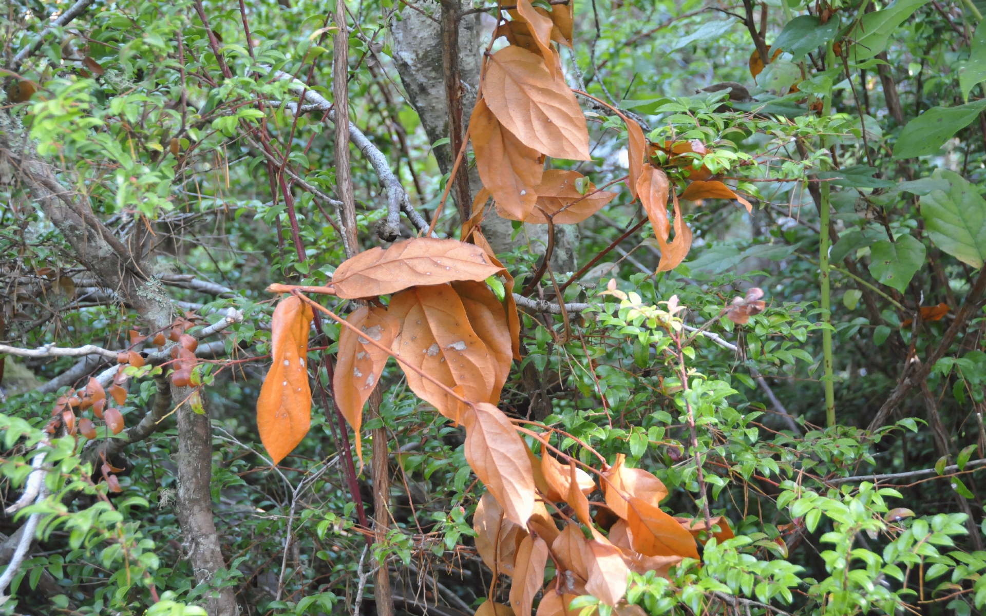 ./Path_Lagoon_Campground_20230815_100505_C23_1046.jpg