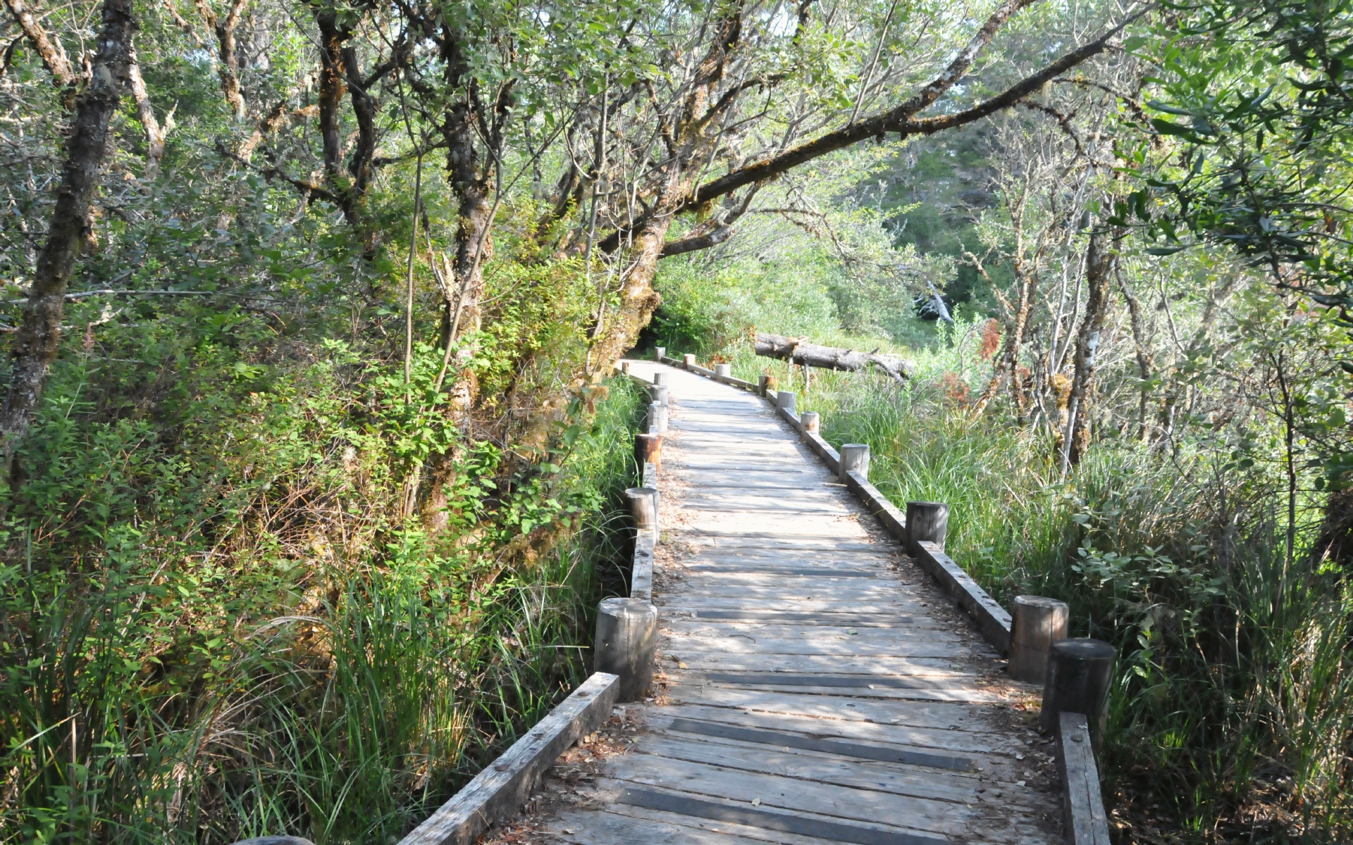 ./Path_Lagoon_Campground_20230815_100815_C23_1052.jpg