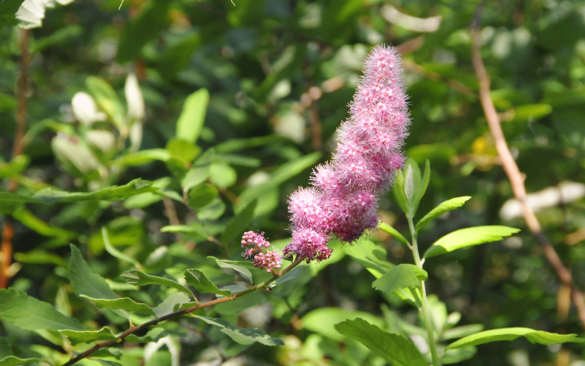 ./Path_Lagoon_Campground_20230815_101930_C23_1073.jpg