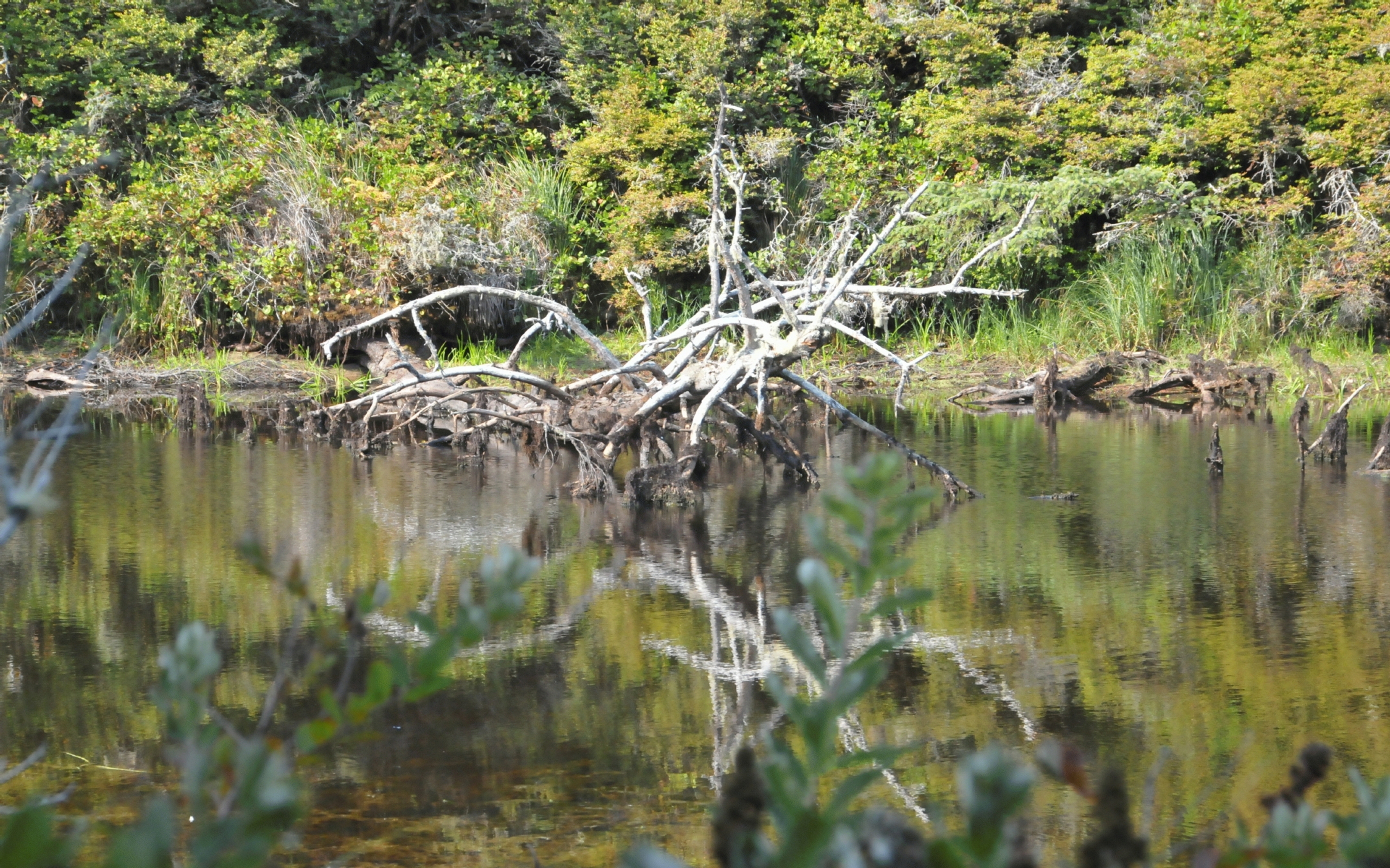 ./Reflections_Lagoon_Cqampground_20230815_102514_C23_1077.jpg