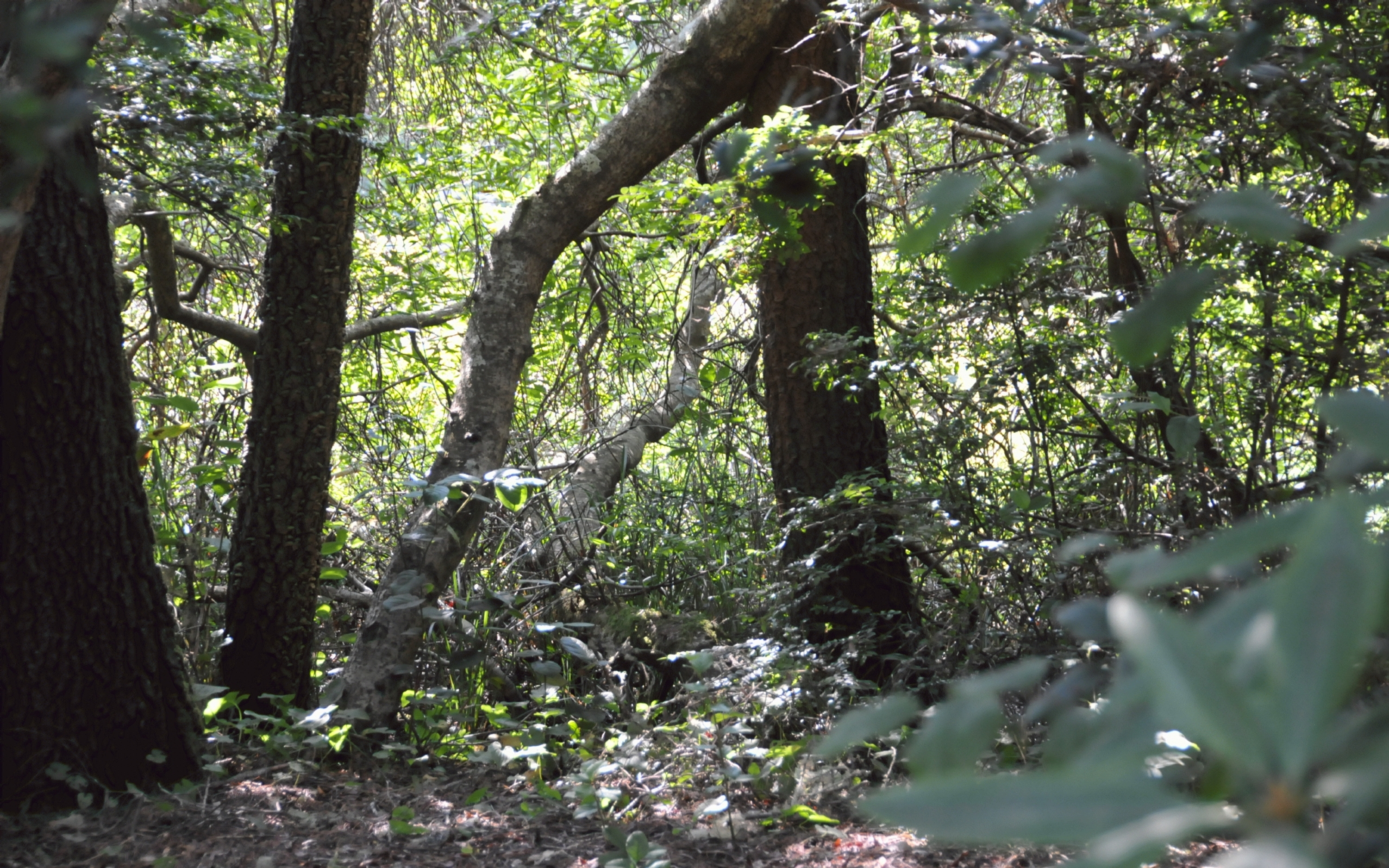 ./Trees_Lagoon_Campground_20230814_162117_C23_0945.jpg