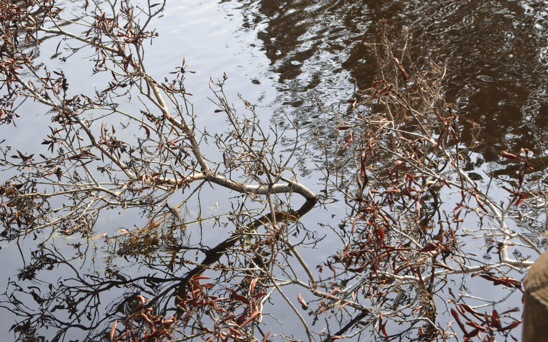 ./Trees_Lagoon_Campground_20230814_162926_C23_0968.jpg