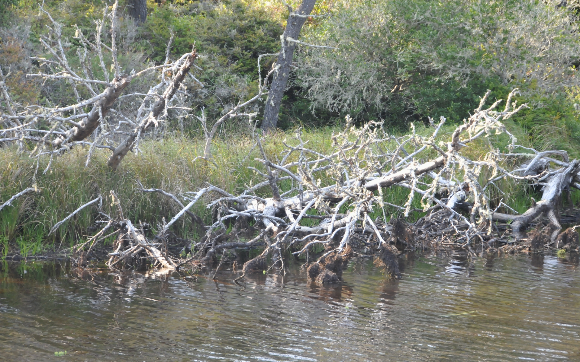 ./Trees_Lagoon_Campground_20230814_163358_C23_0981.jpg