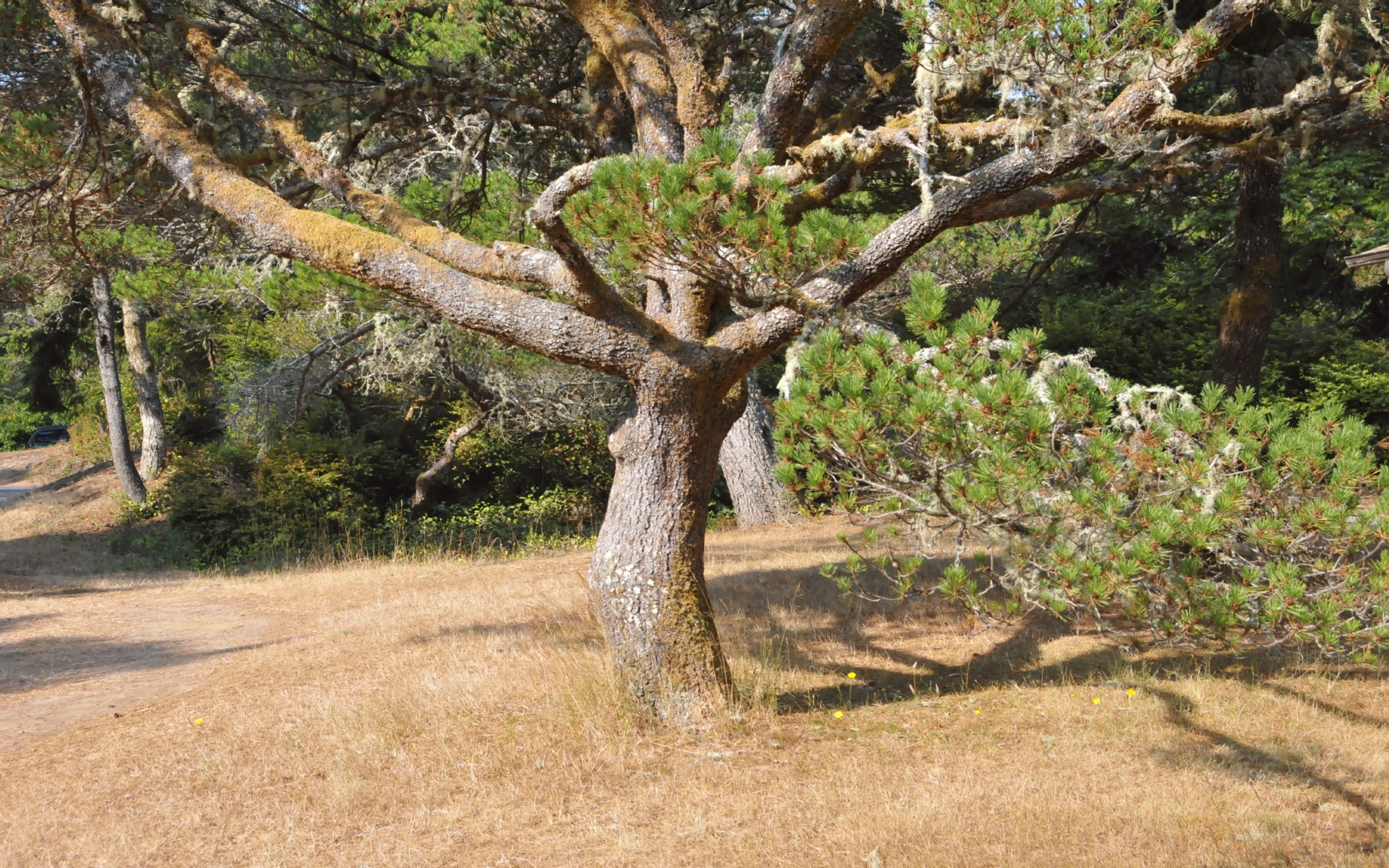 ./Trees_Lagoon_Campground_20230815_095948_C23_1034.jpg