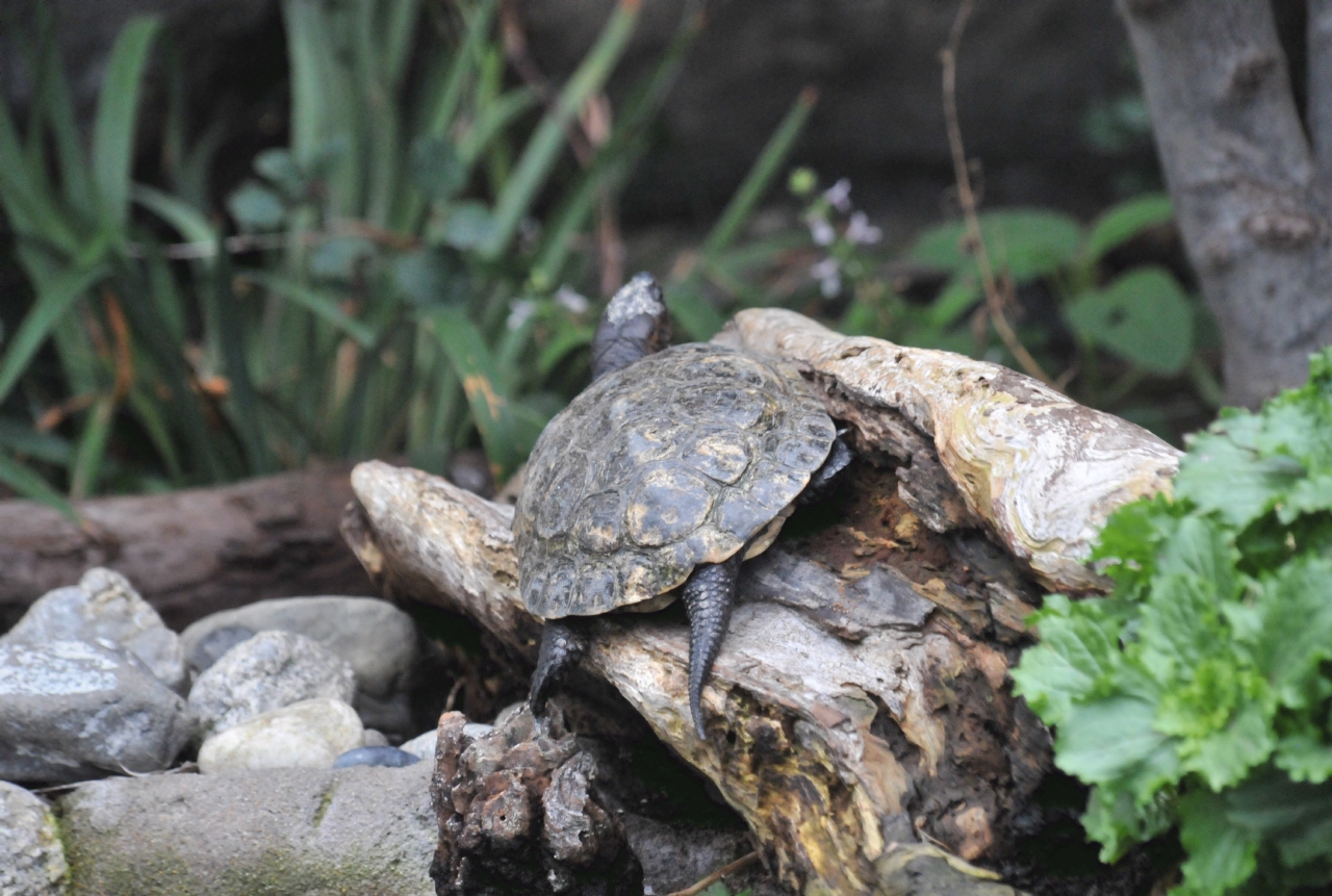 ./Monterey_Aquarium_20101020_170605_TNT_0620.jpg