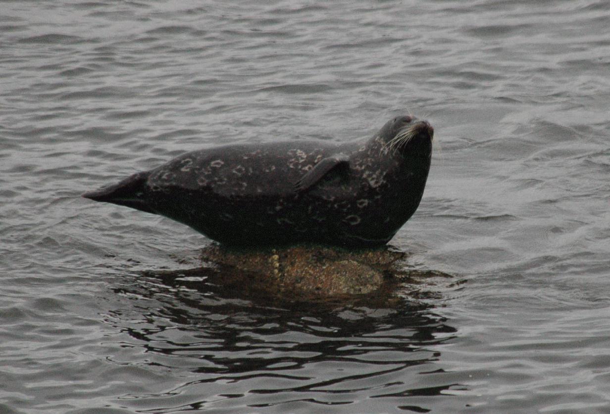 ./Seal2007_04.jpg