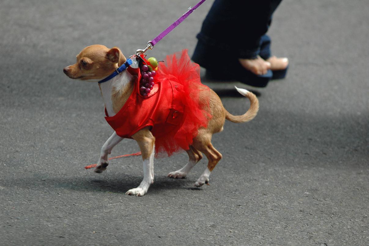 ./SFCarnParade2008_59_3365B.jpg