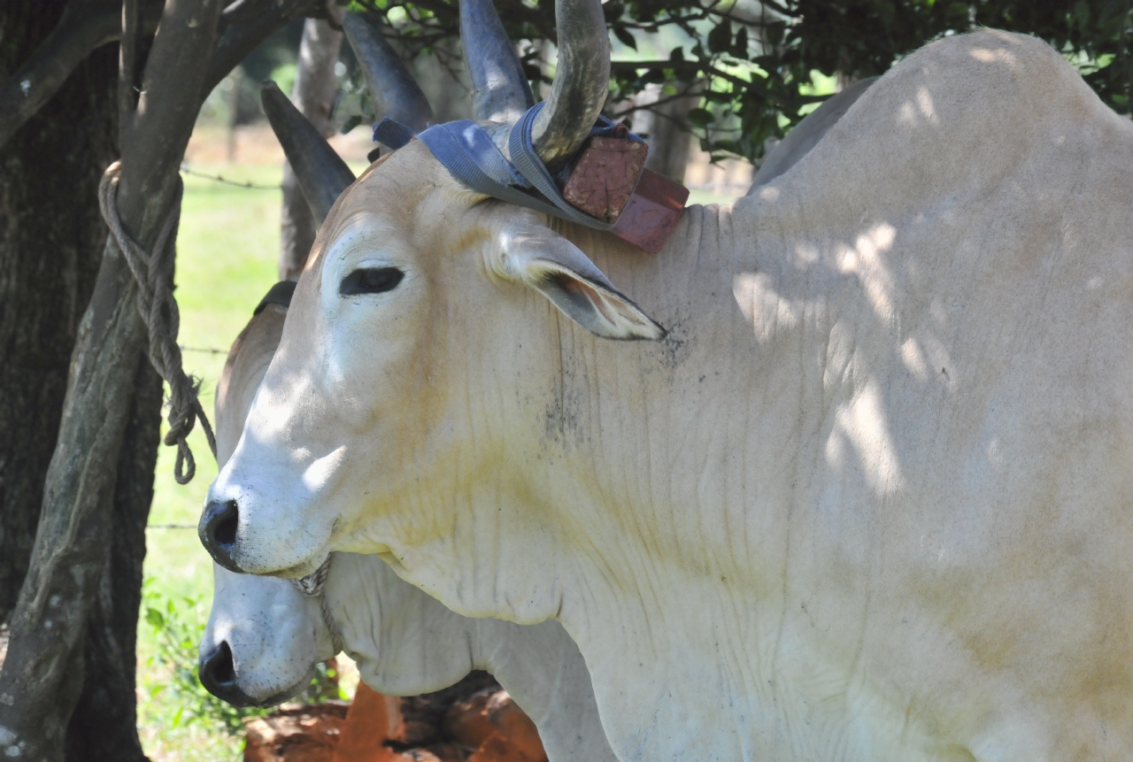 ./Animals_Finca_Paso_Llano_Nicaragua_20111123_104718_TC1_1375.jpg