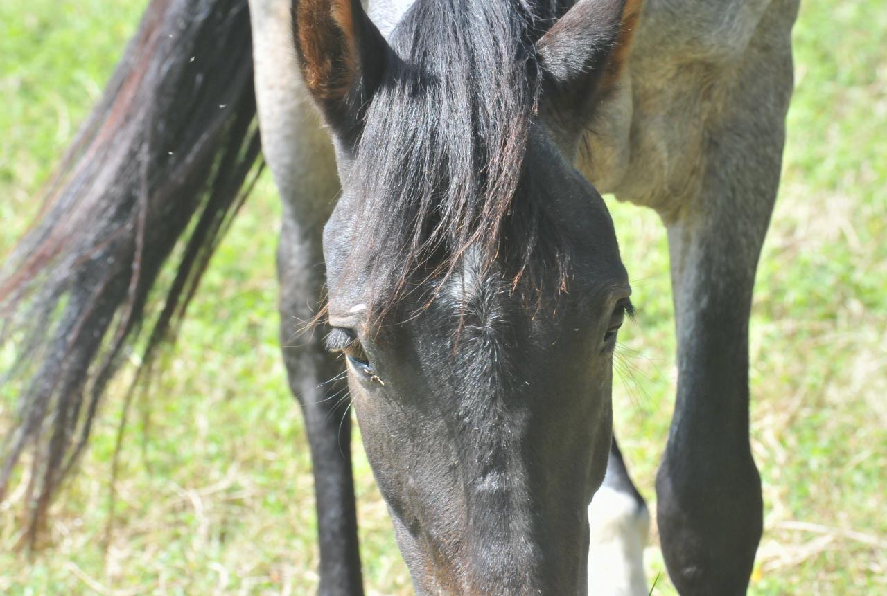 ./Animals_Finca_Paso_Llano_Nicaragua_20111123_125013_TC1_1398.jpg