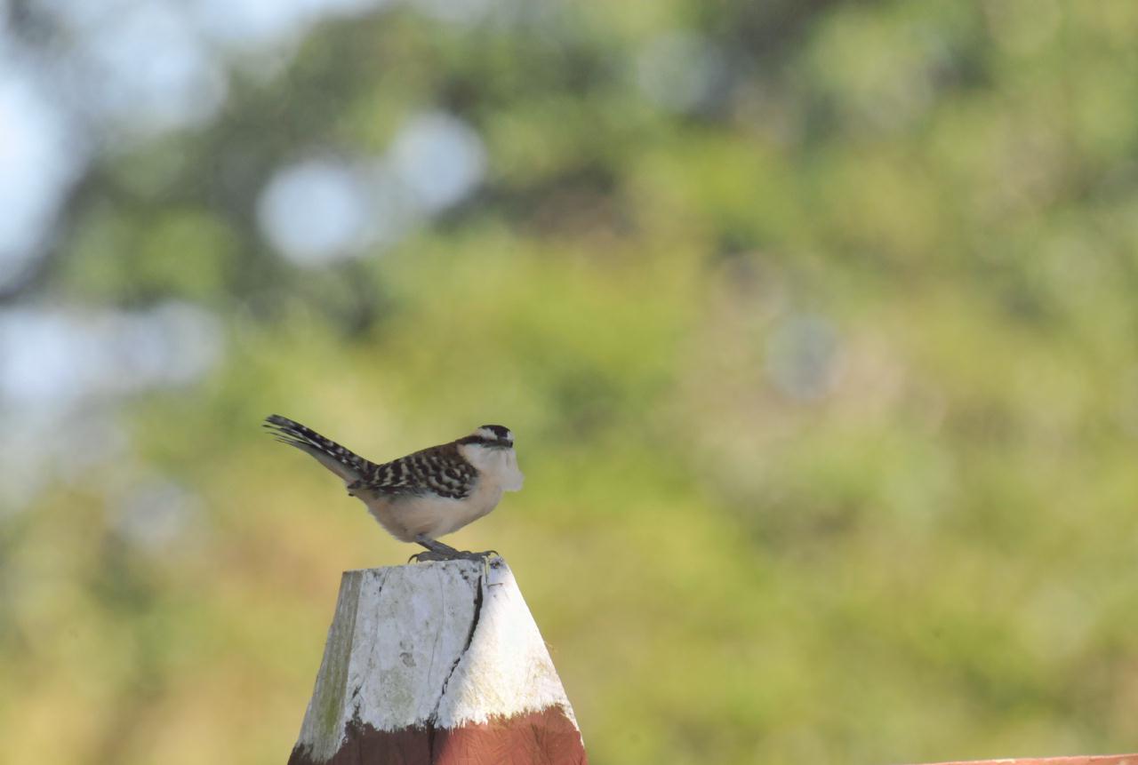 ./Animals_Finca_Paso_Llano_Nicaragua_20111123_141309_TC1_1409.jpg