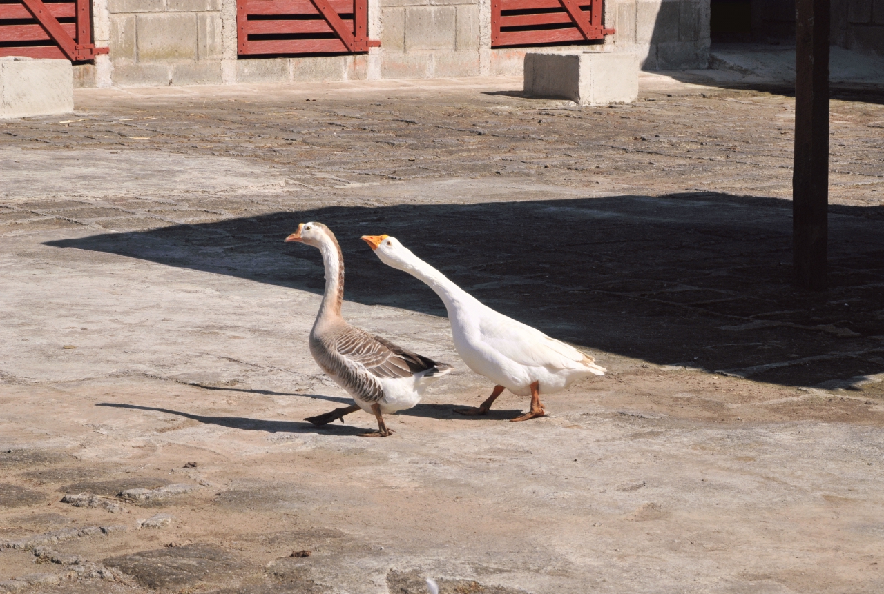 ./Animals_Finca_Paso_Llano_Nicaragua_20111123_141614_B12_3015.jpg