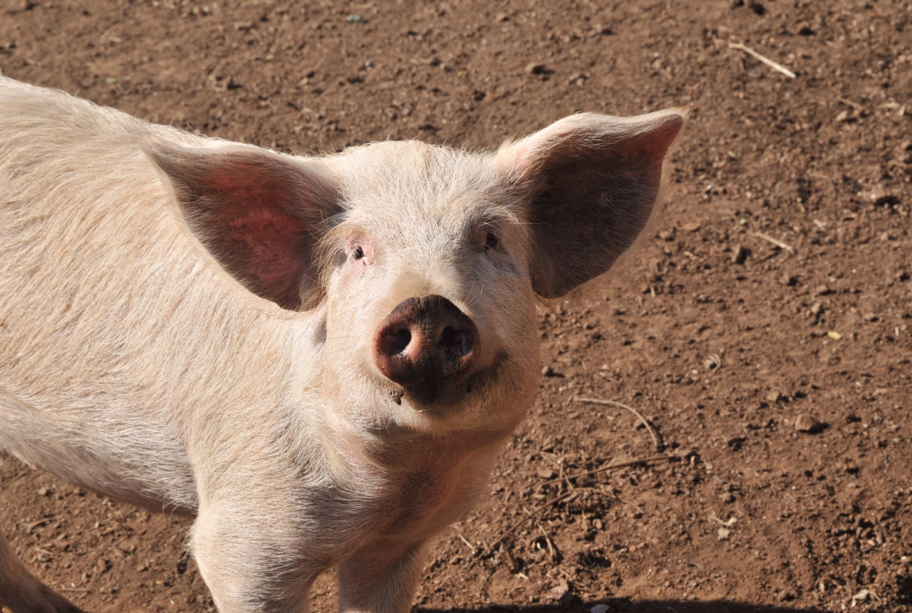 ./Animals_Finca_Paso_Llano_Nicaragua_20111123_144119_B12_3047.jpg