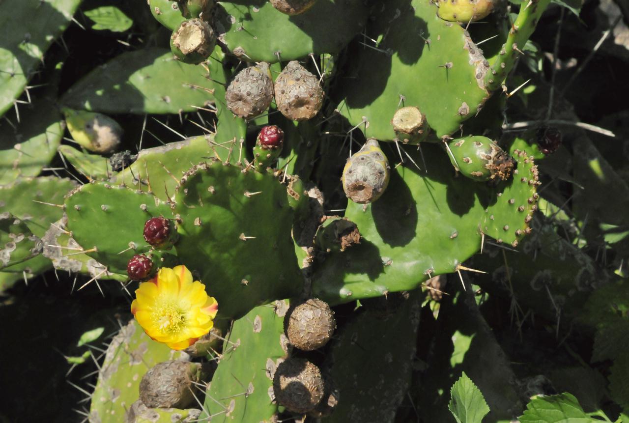 ./Desert_Garden_Balboa_Park_20101012_133143_BCX_9721.jpg