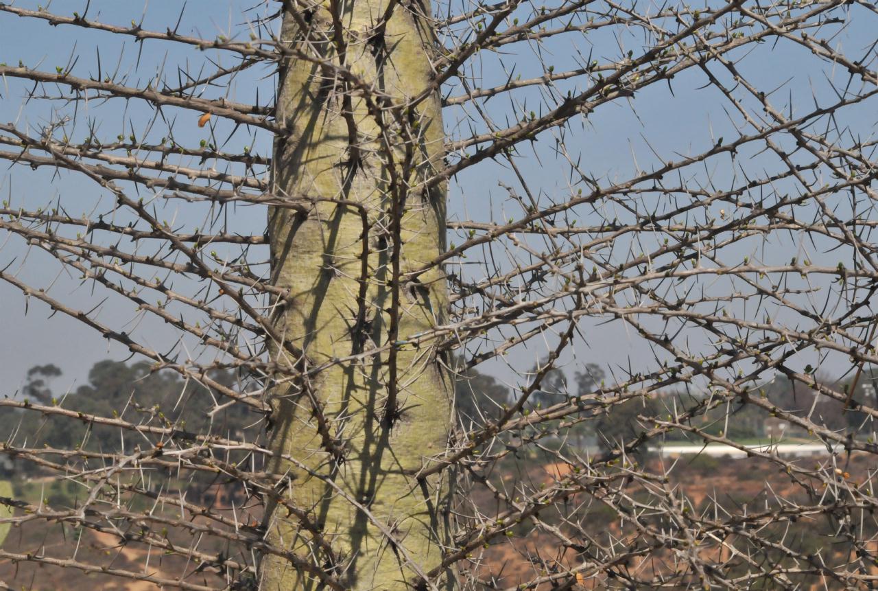 ./Desert_Garden_Balboa_Park_20101012_133438_BCX_9729.jpg