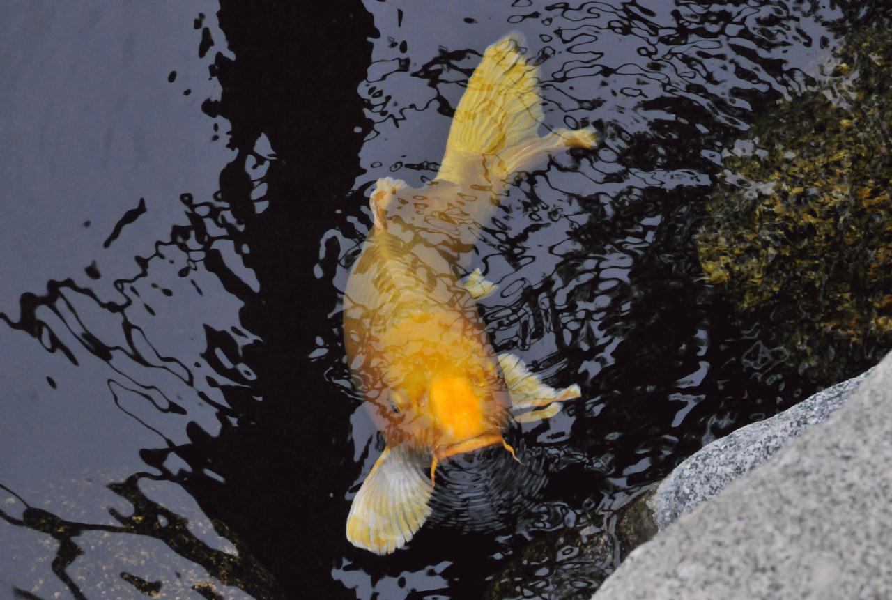 ./Japanese_Garden_Balboa_Park_20101014_135429_BCY_0397.jpg