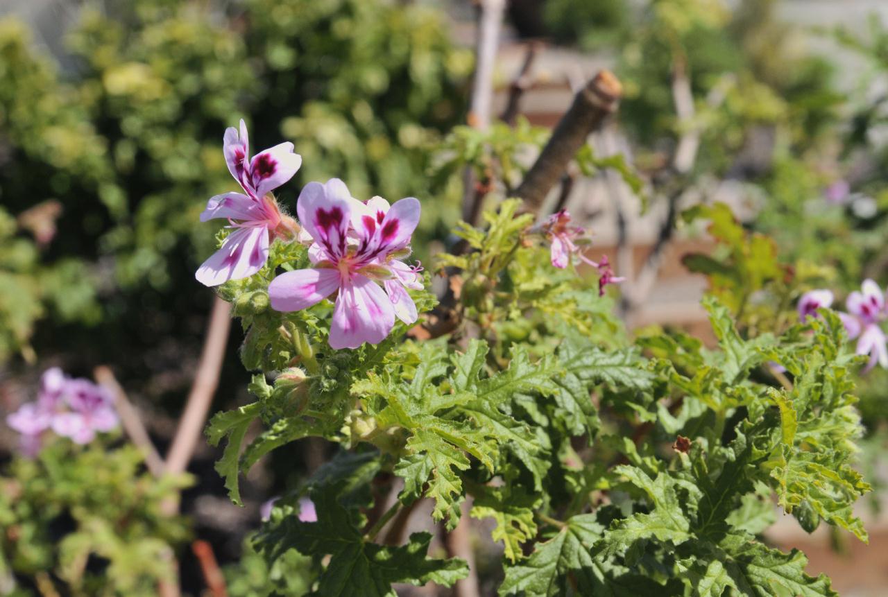 ./ArboretumSantaCruz20100311_122734_2550BCX.jpg