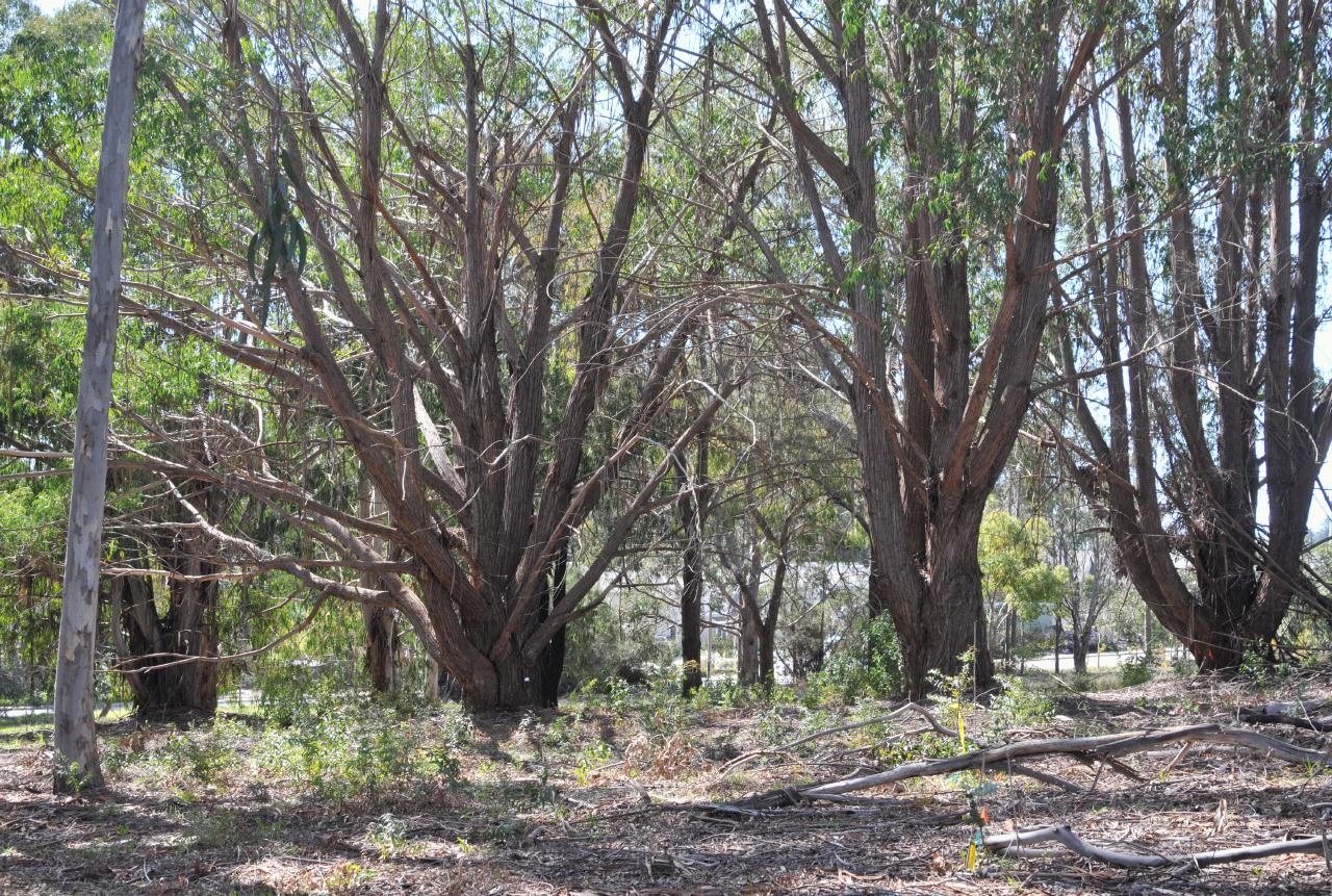 ./ArboretumSantaCruz20100311_131706_2640BCX.jpg