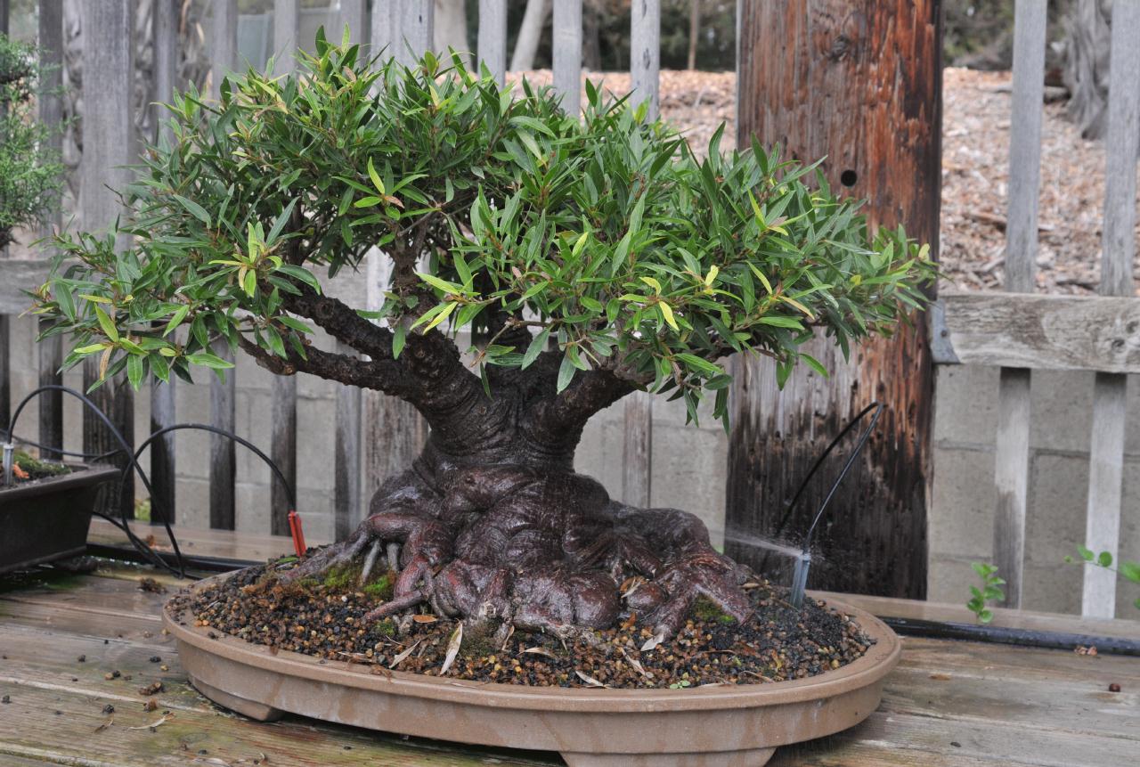 ./Bonsai_House_Wild_Animal_Park_San_Diego_20101015_145559_BCY_0764.jpg