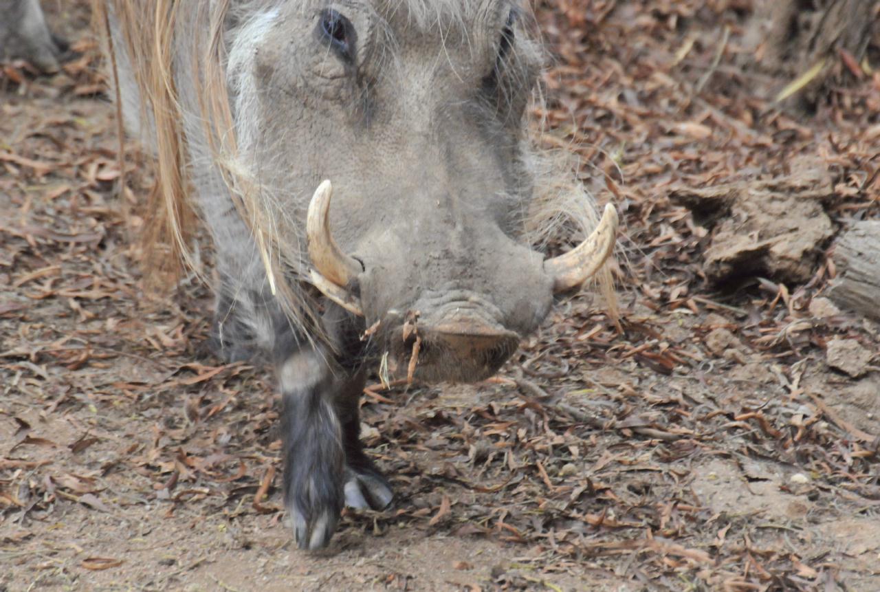 ./Wild_Animal_Park_San_Diego_20101015_115104_TNT_0001.jpg